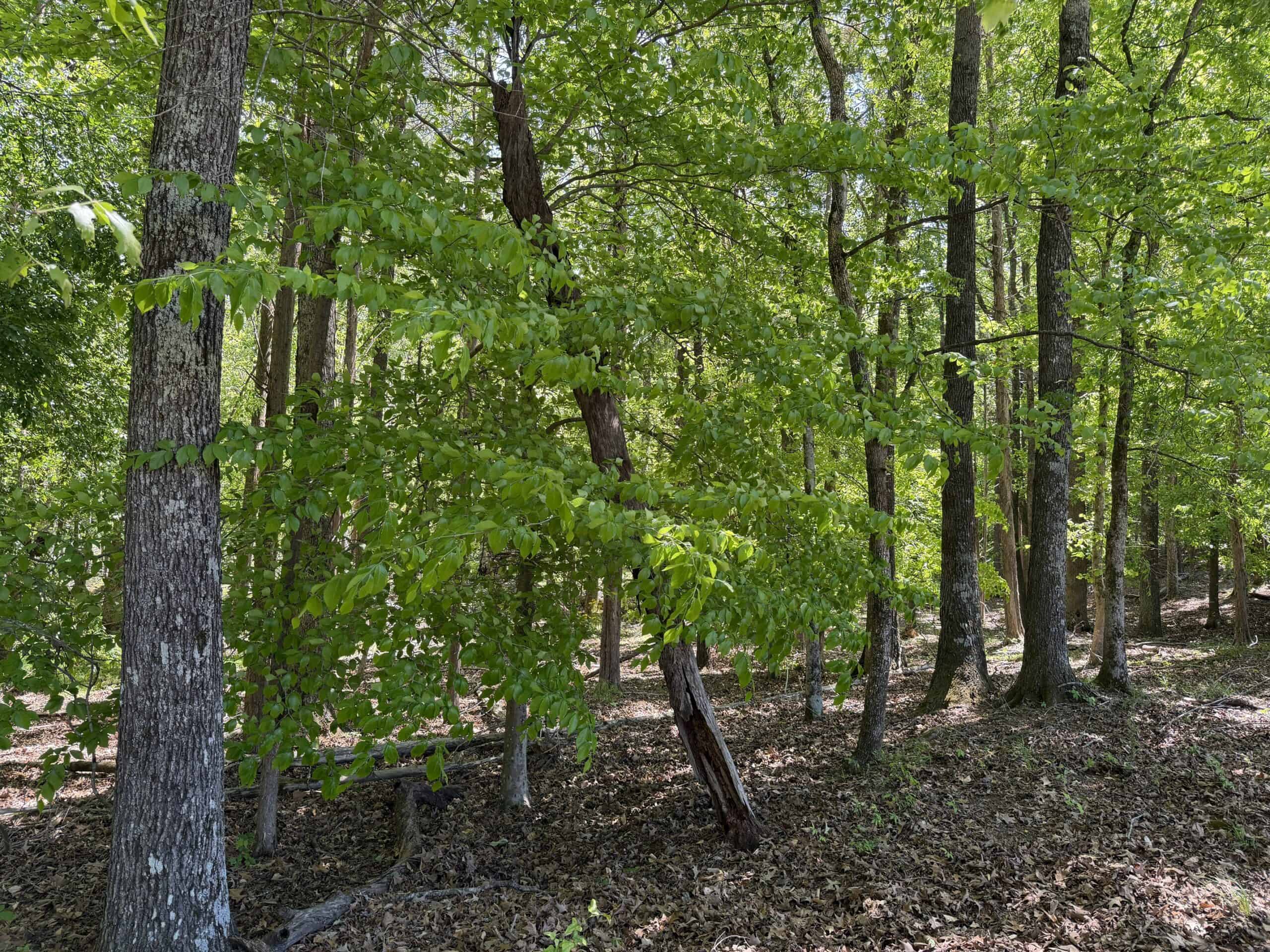 OPEN LAND FOR SALE IN TN, OLD HOUSE, BRANCH, FENCING, DEER & TURKEY HUNTING