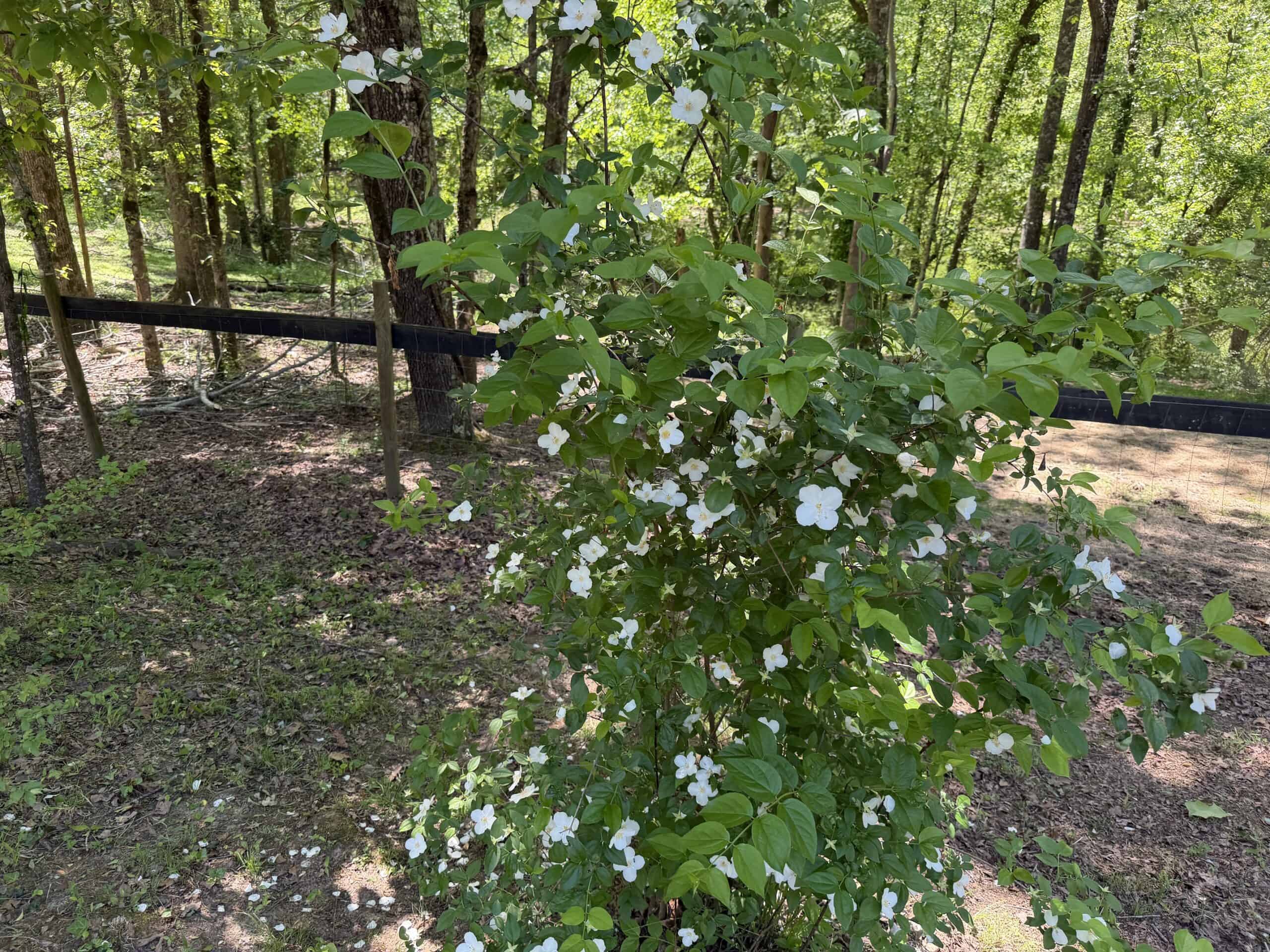Hobby Farm for sale in TN, 44.81, Mostly Wooded, Creek, Fenced Pastures, Shop, Barn, and Great Deer & Turkey Hunting Land!