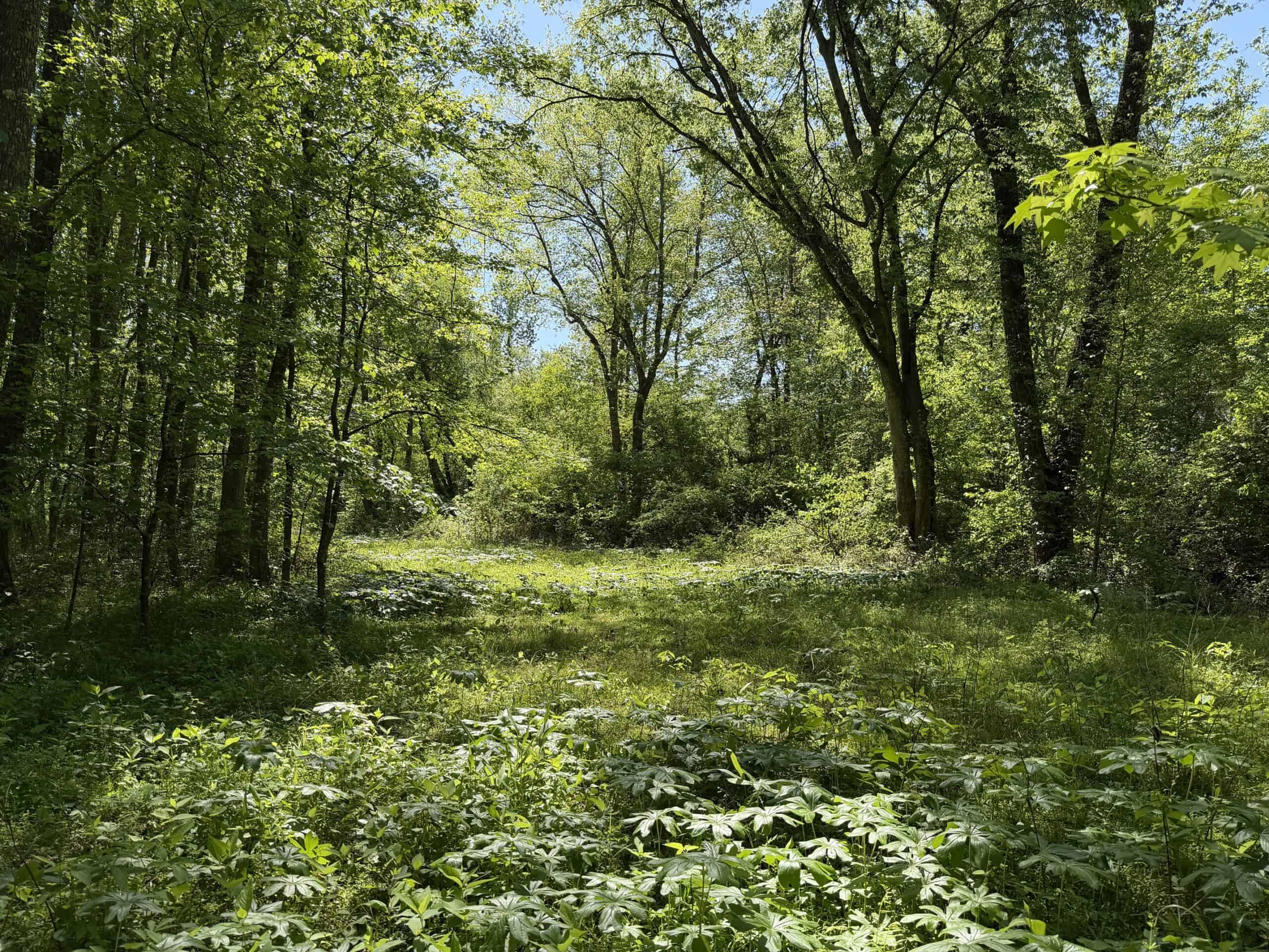 Hobby Farm for sale in TN, 44.81, Mostly Wooded, Creek, Fenced Pastures, Shop, Barn, and Great Deer & Turkey Hunting Land!