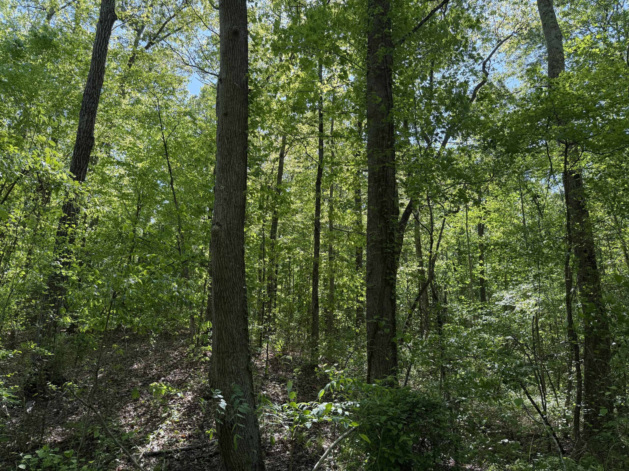 Hobby Farm for sale in TN, 44.81, Mostly Wooded, Creek, Fenced Pastures, Shop, Barn, and Great Deer & Turkey Hunting Land!