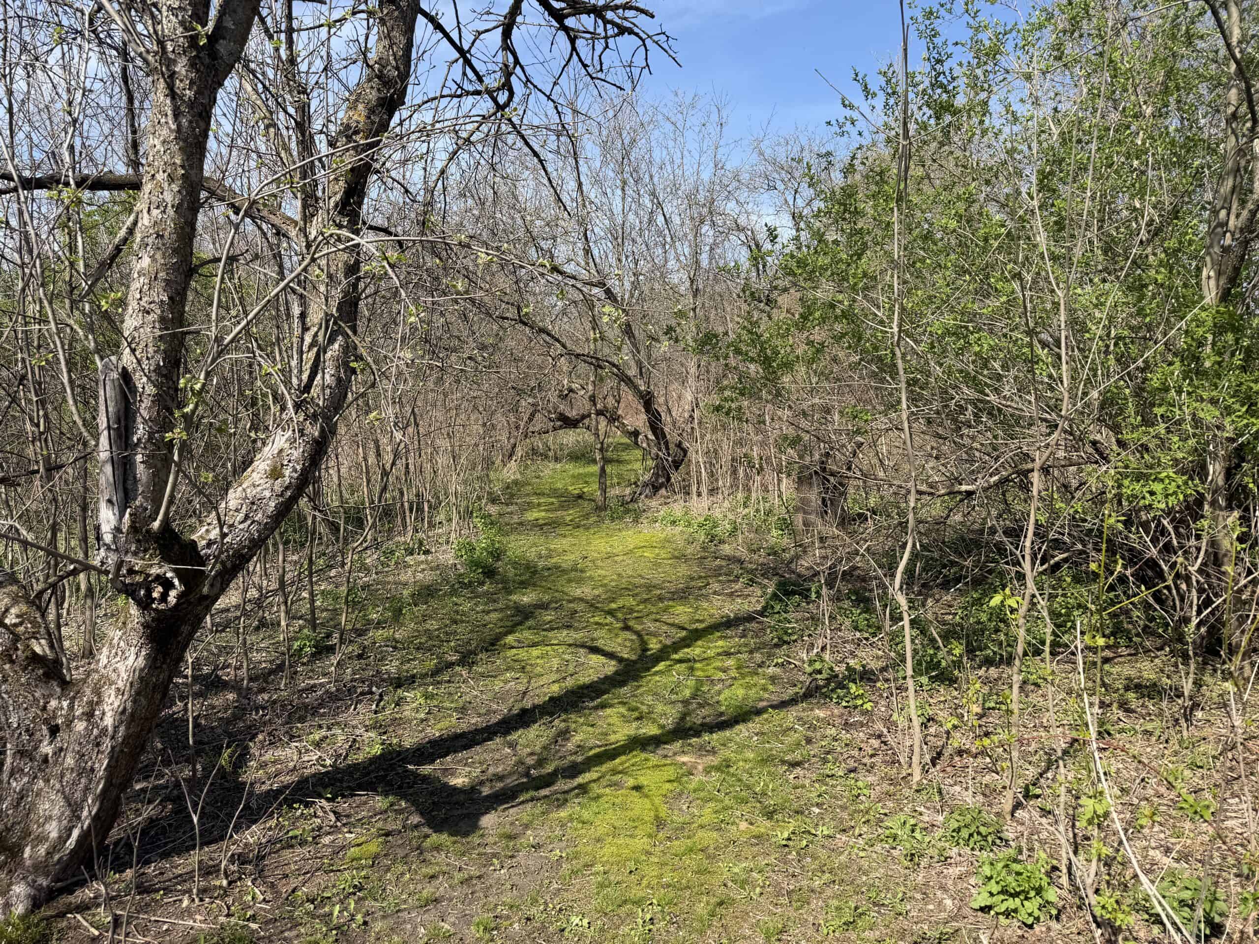 Log Cabin in SW Wisconsin Driftless Region on 10 Acres
