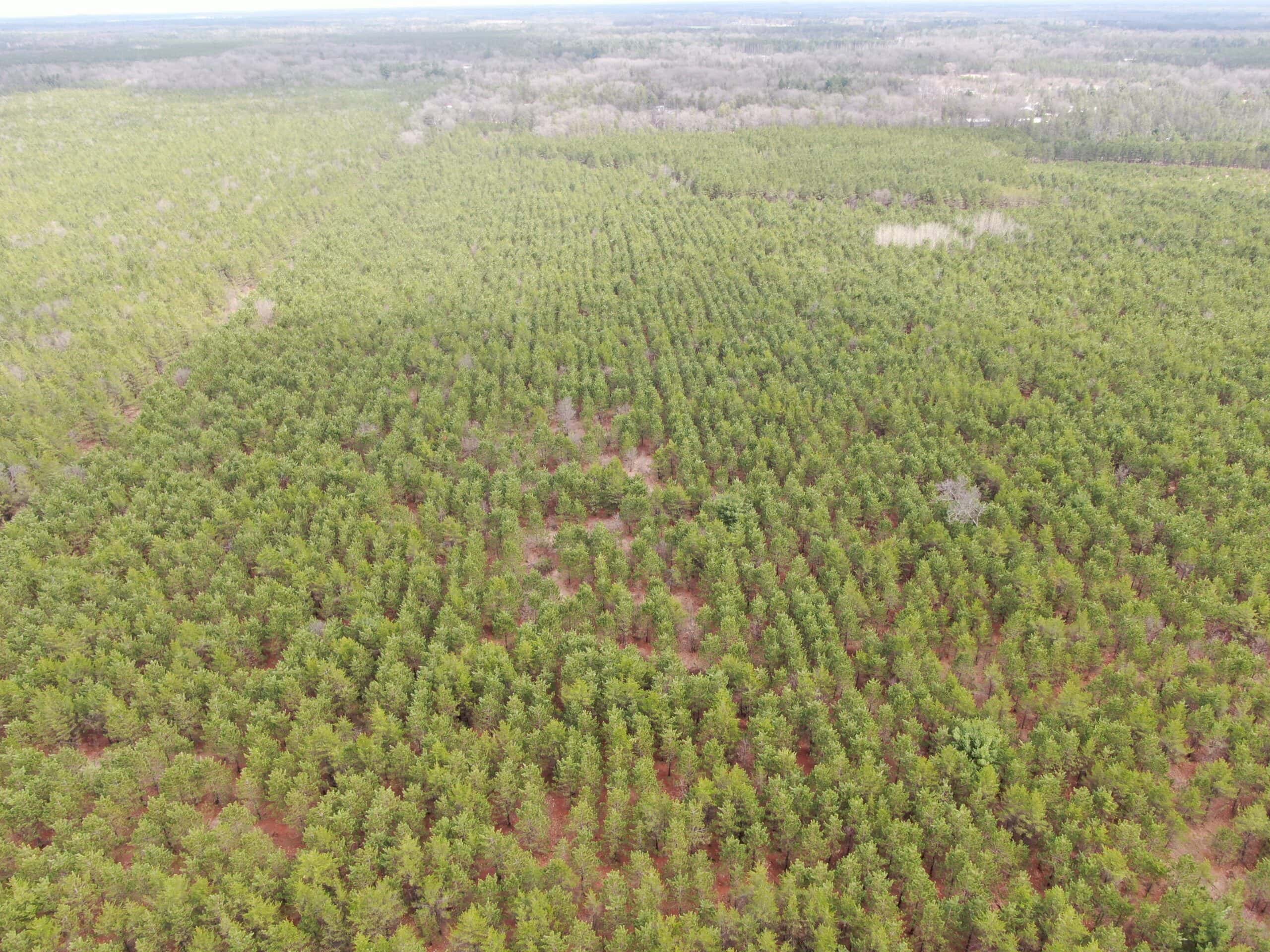80± acre timber tract in the heart of northern Adams County