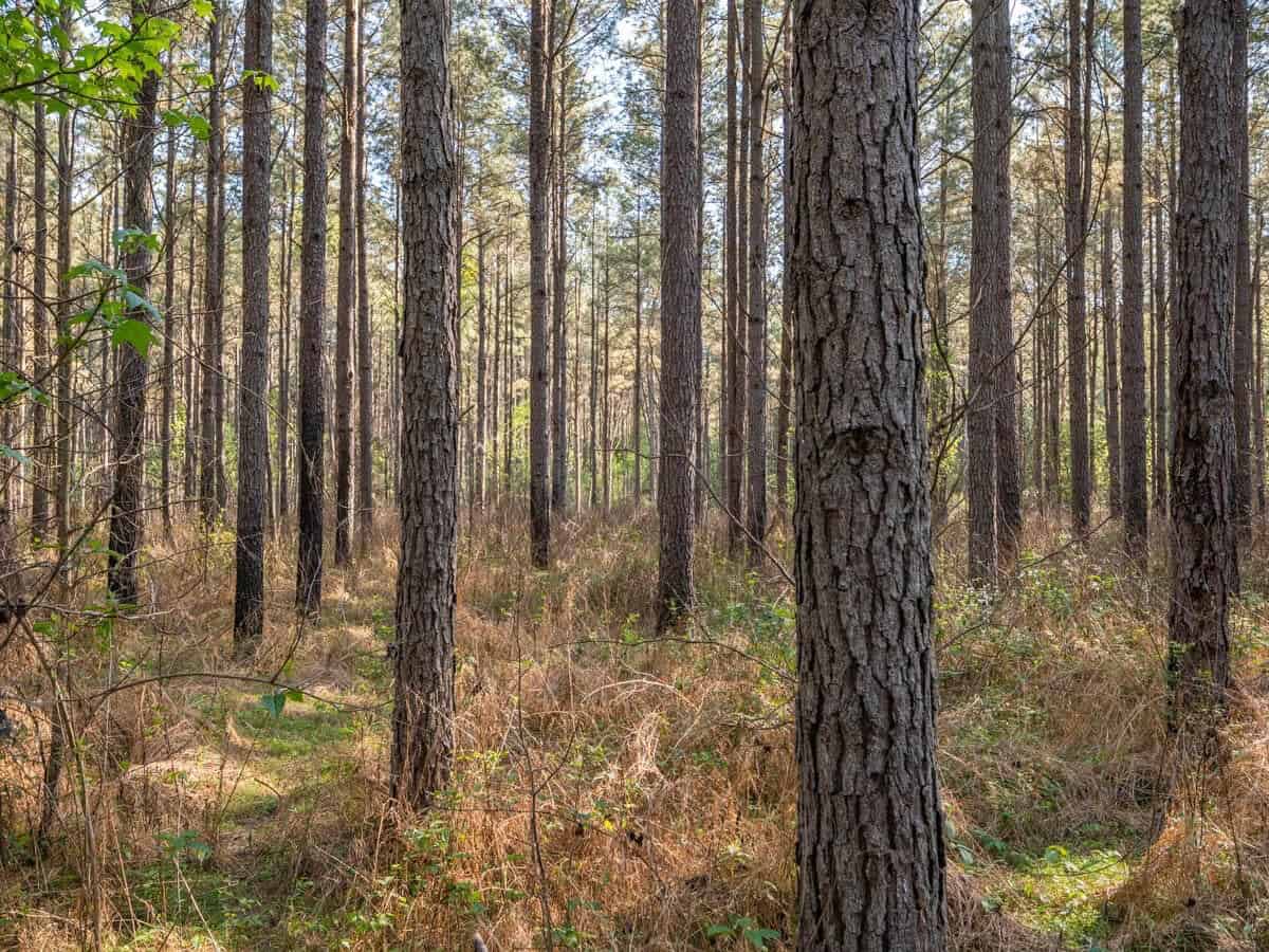 455 Acres Hunting & Income Land in Choctaw County MS