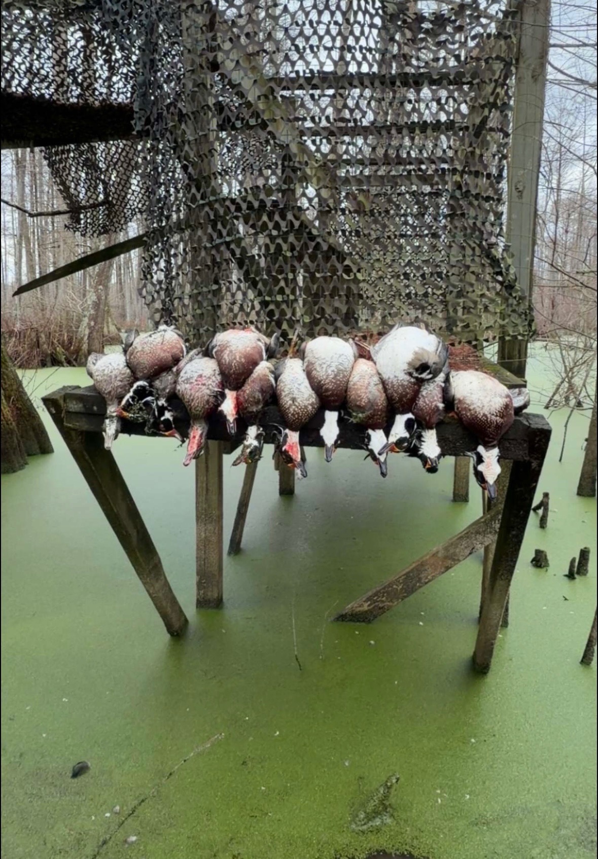 330+/- Acre Deer and Duck Hunting Property with a Camp