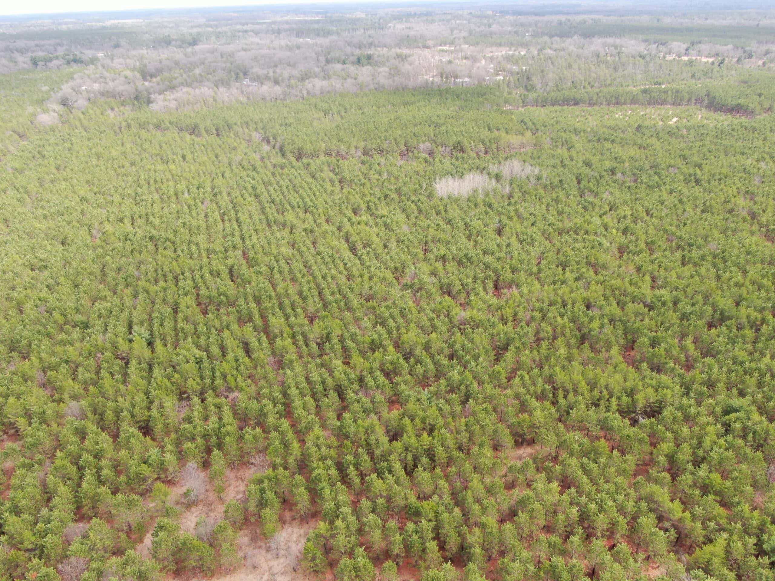 80± acre timber tract in the heart of northern Adams County