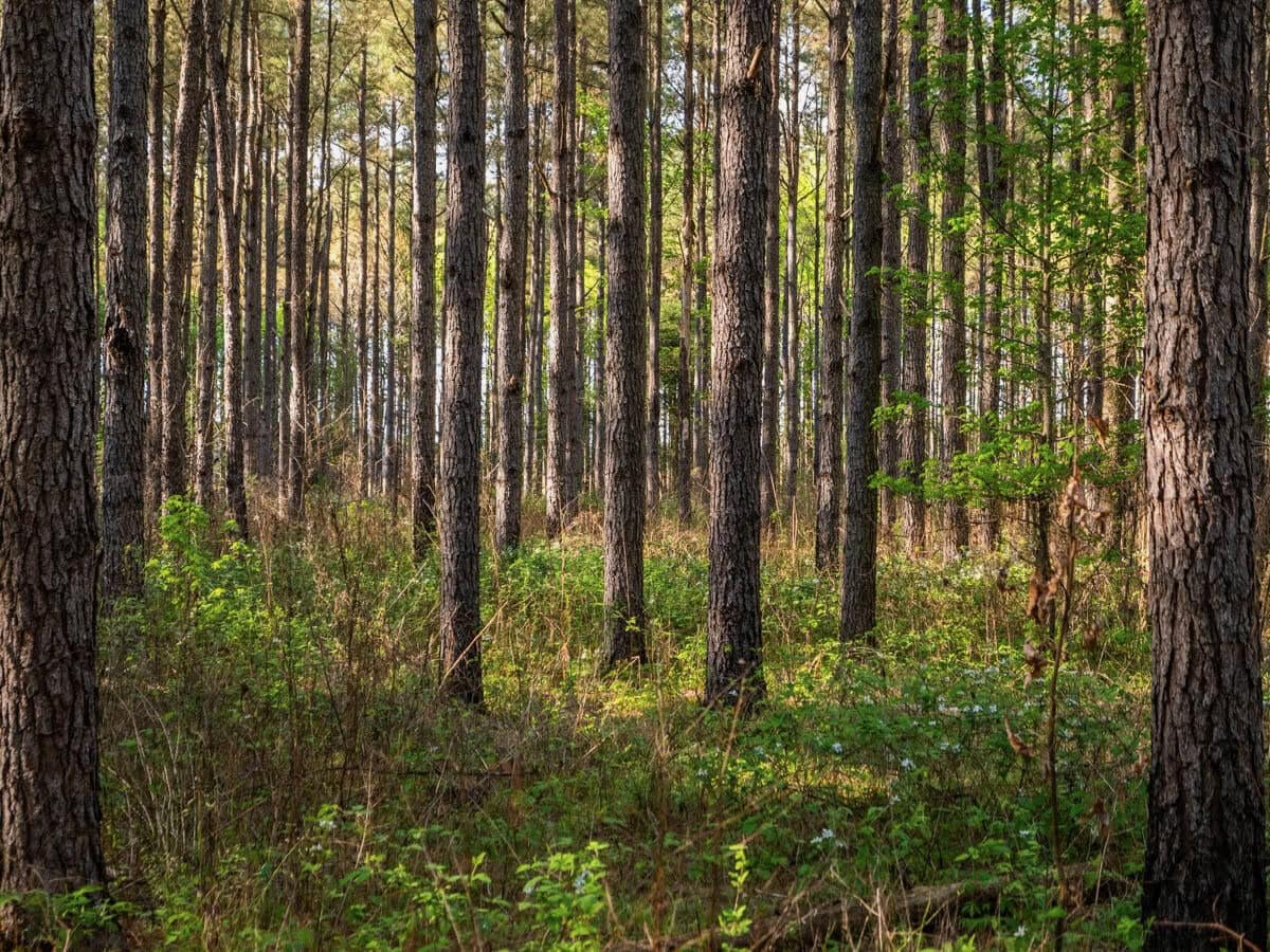 455 Acres Hunting & Income Land in Choctaw County MS
