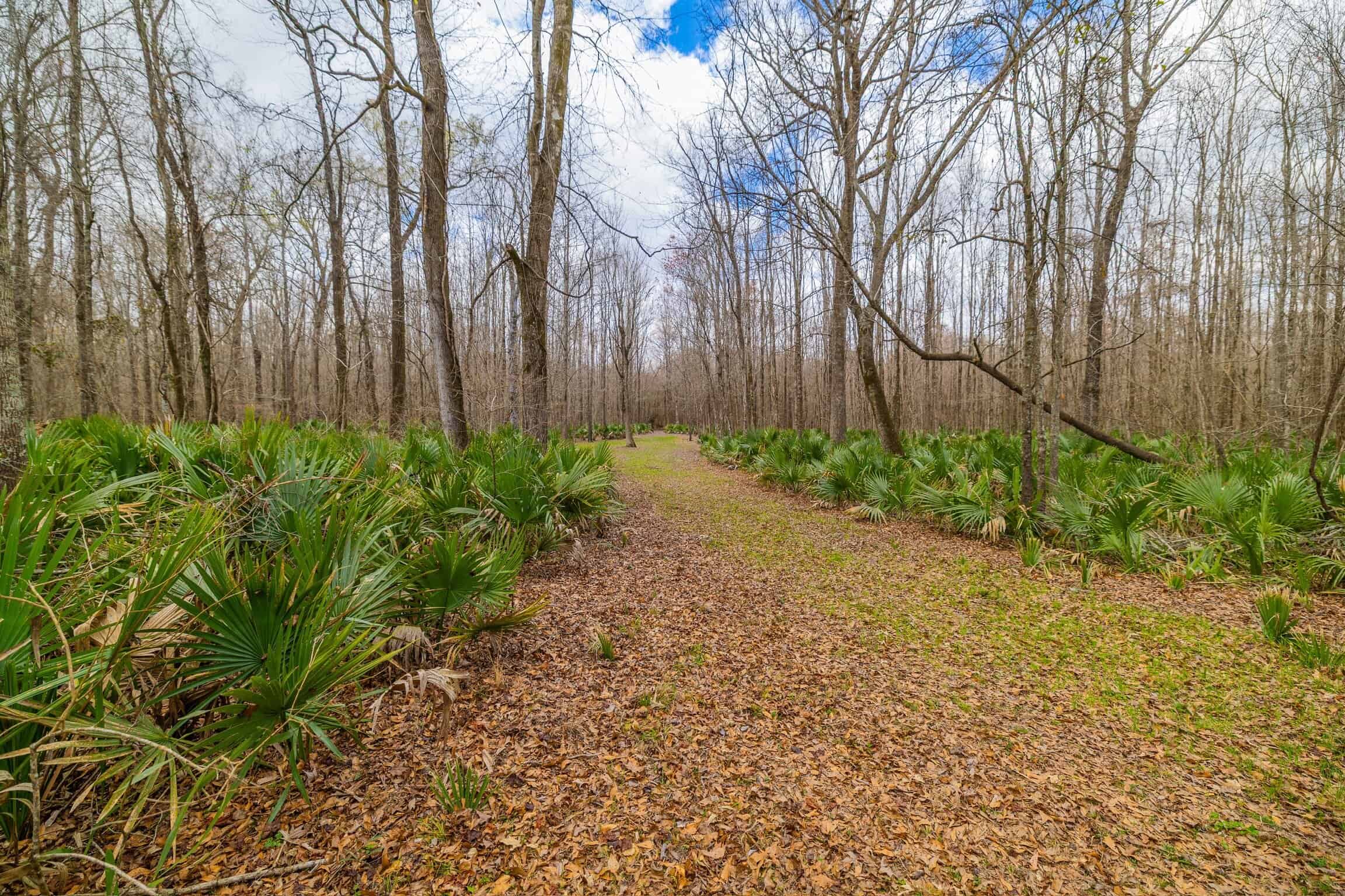 1,196+/- Acre Deer & Duck Hunting Paradise Tensas Parish, LA