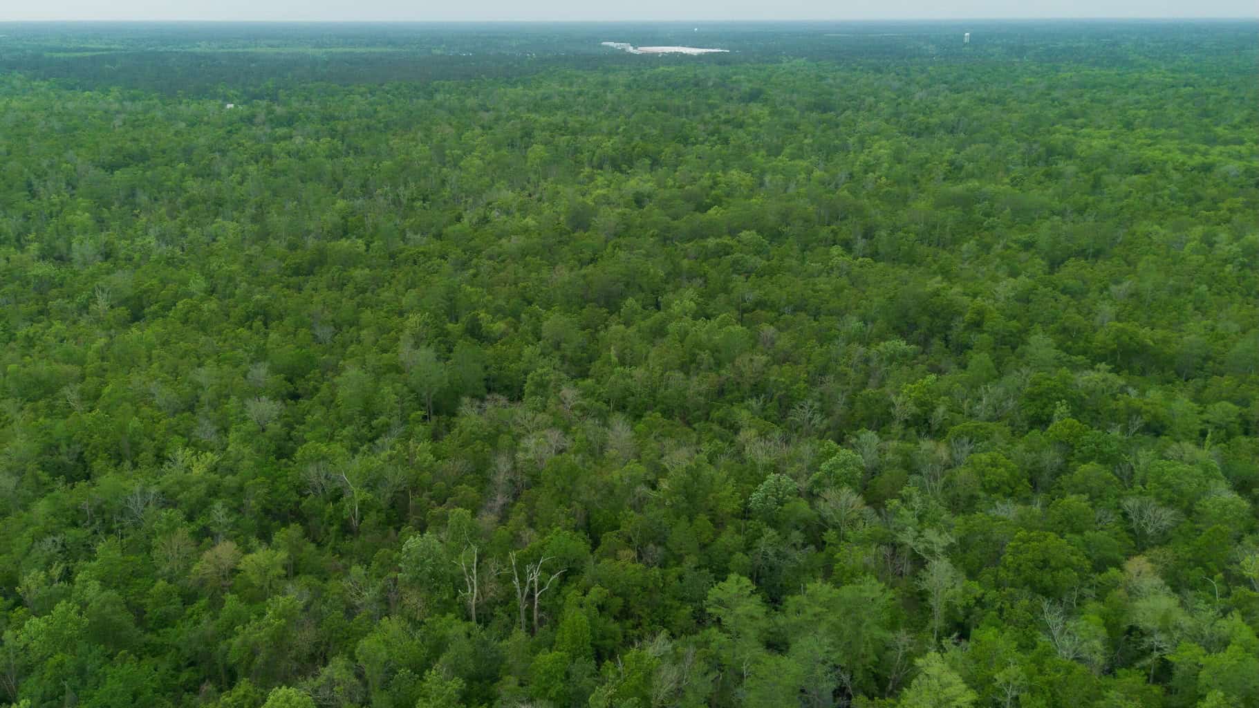385 Acres Pearl River Frontage Louisiana
