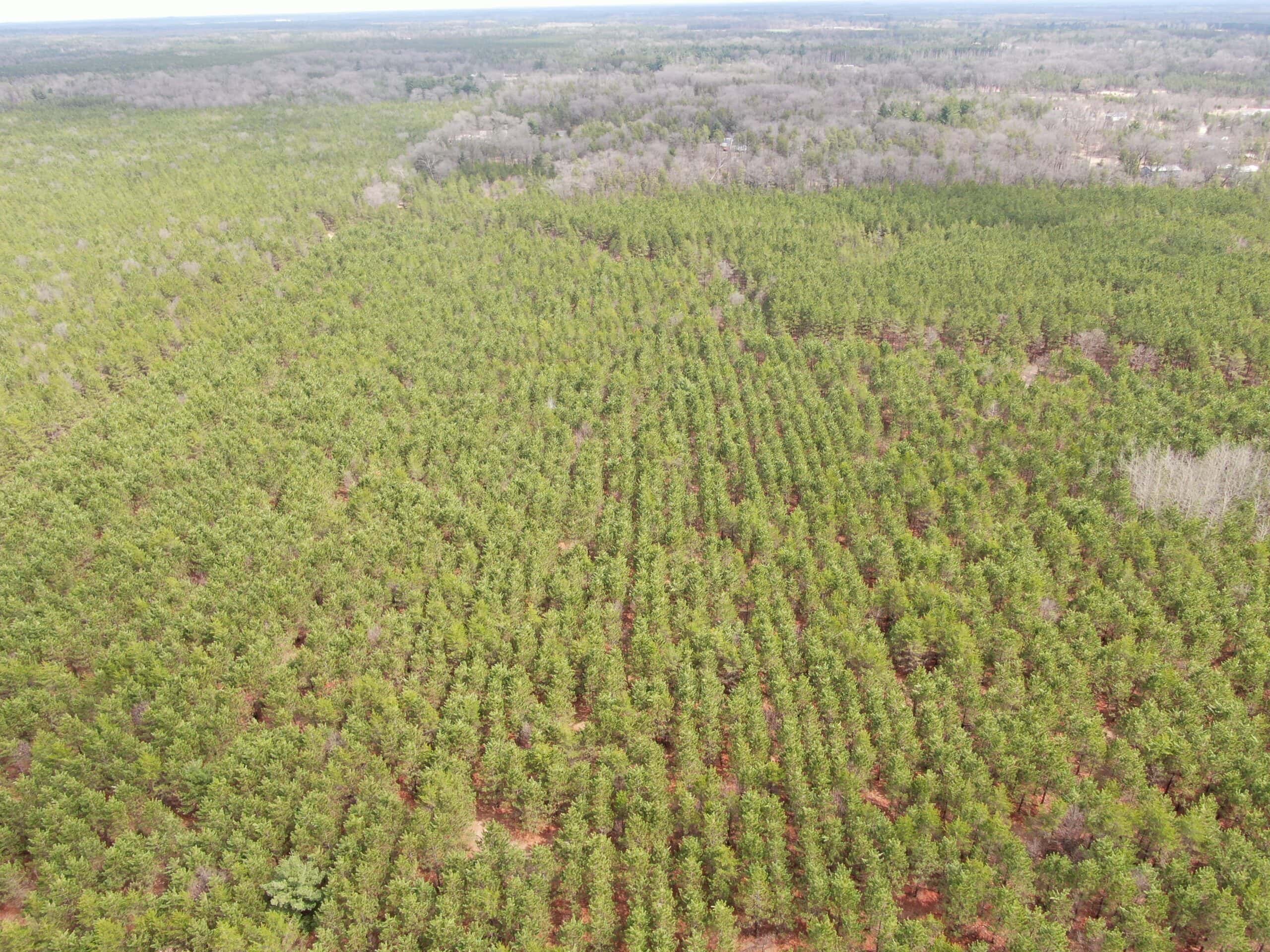 80± acre timber tract in the heart of northern Adams County