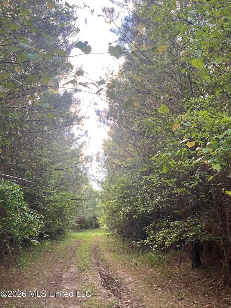Hunting and Recreational Land for Sale in Amite County, Miss