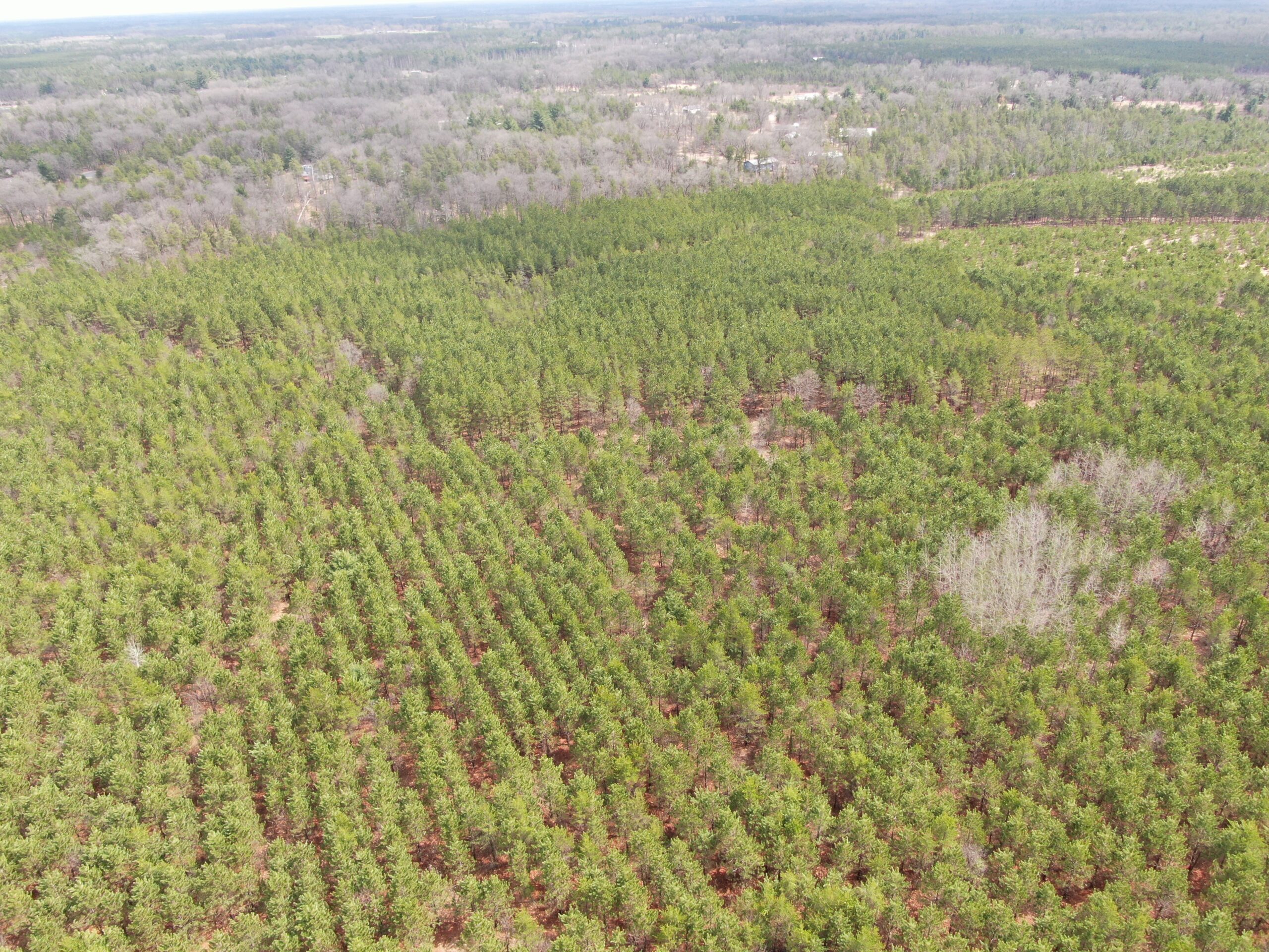 80± acre timber tract in the heart of northern Adams County