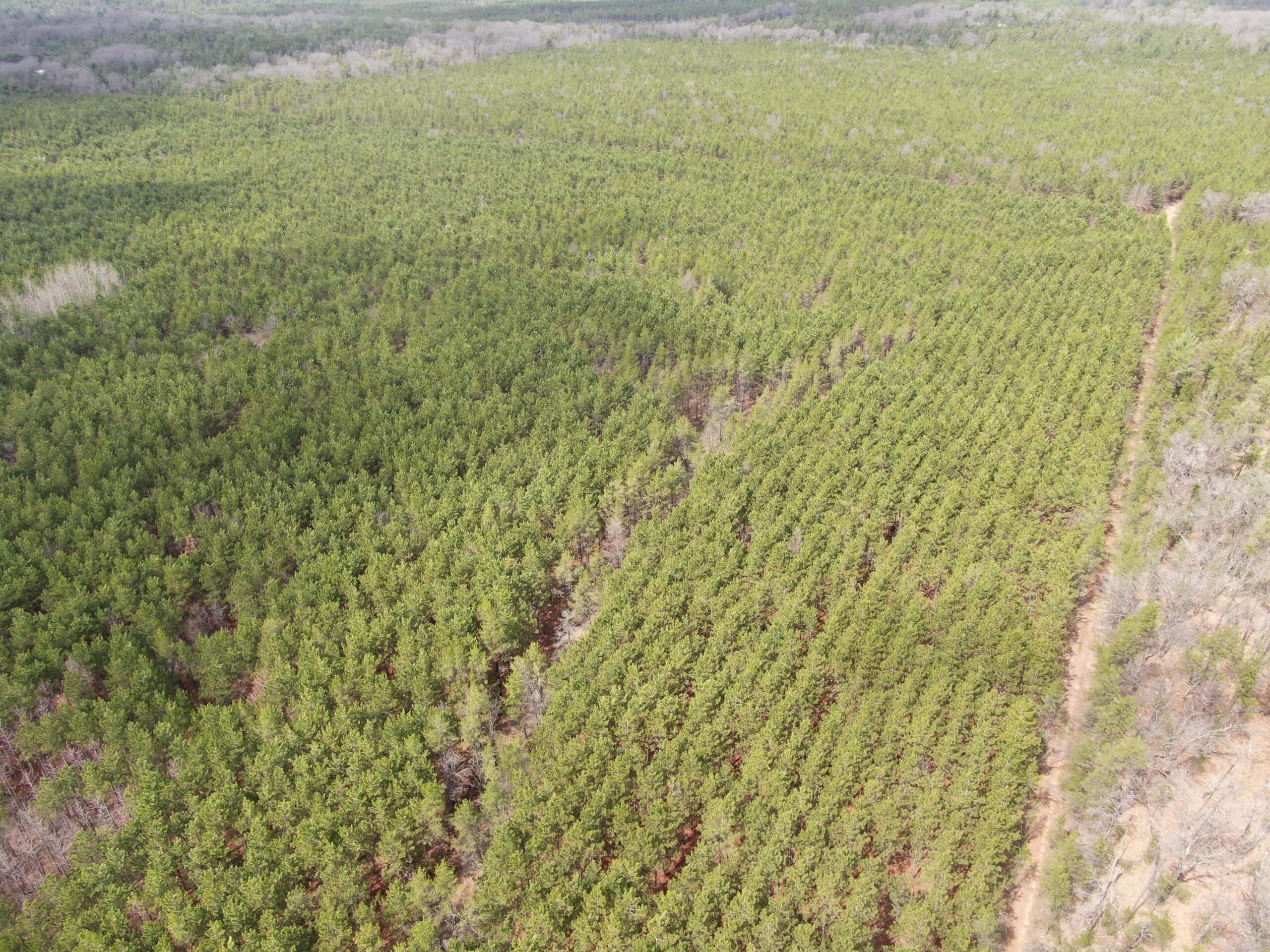 80± acre timber tract in the heart of northern Adams County