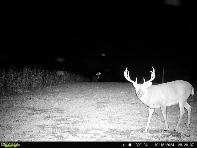 44± Acre Premier Duck and Deer Hunting Property Marquette Cty WI