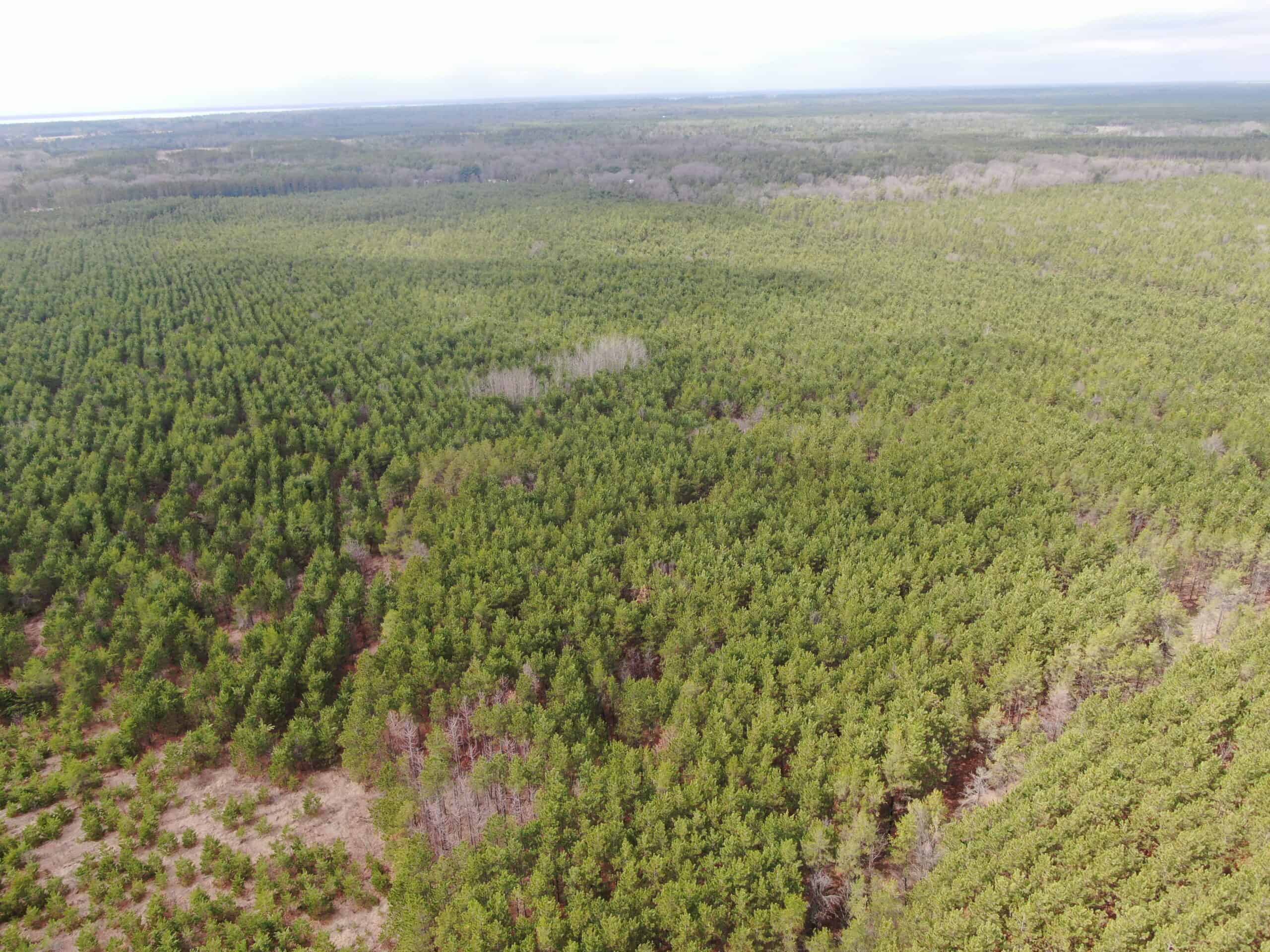 80± acre timber tract in the heart of northern Adams County
