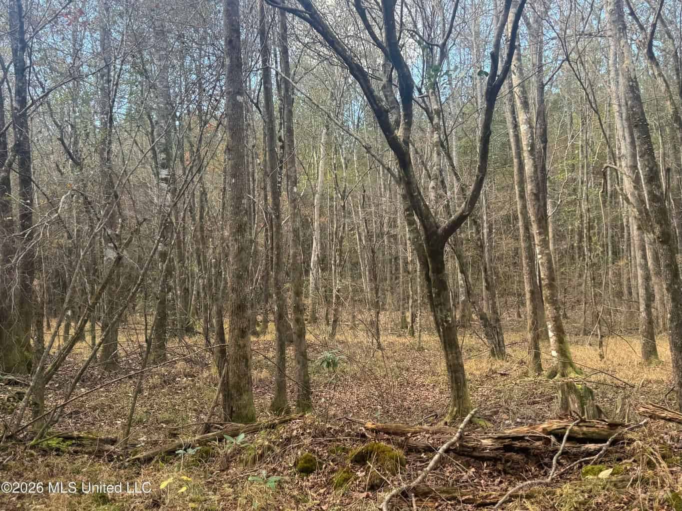 South Mississippi Hunting Land for Sale in Walthall County