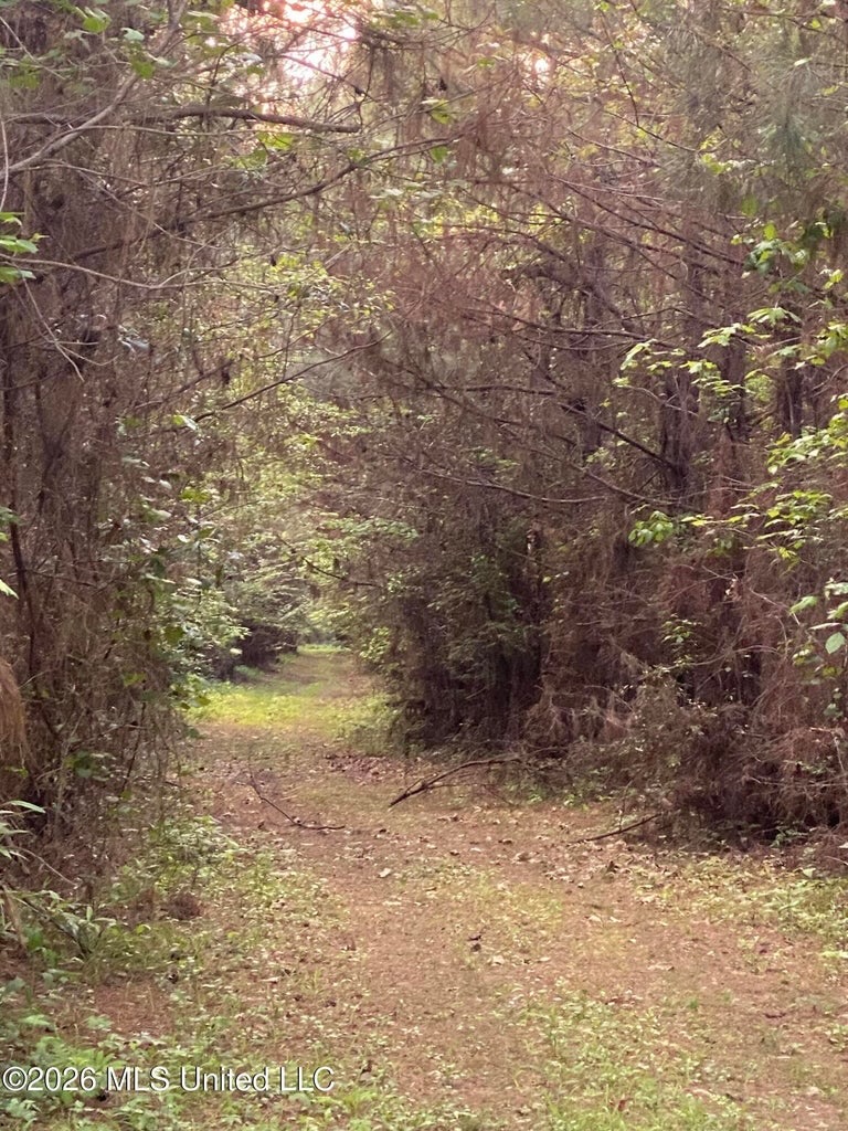 Hunting and Recreational Land for Sale in Amite County, Miss