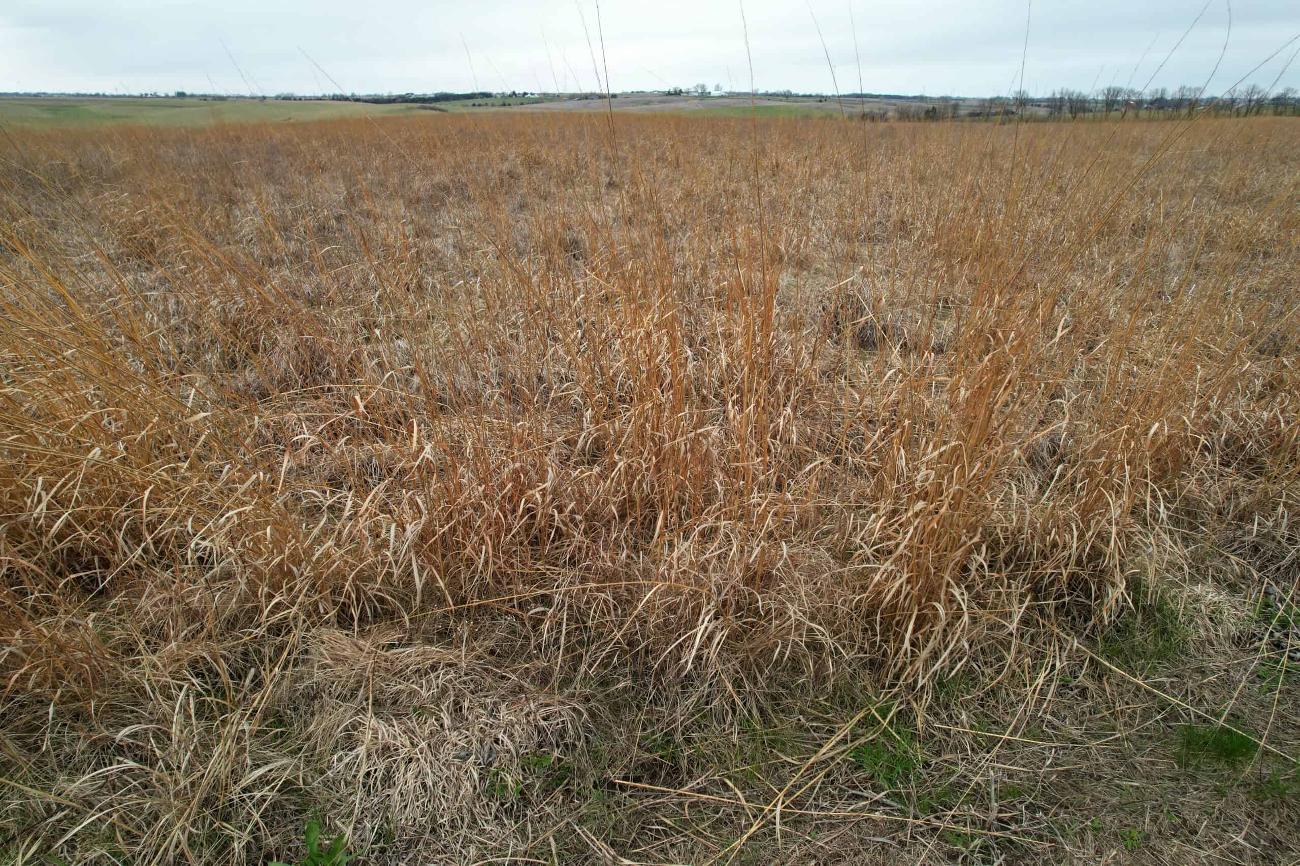 Southwest Iowa Recreational CRP Farm
