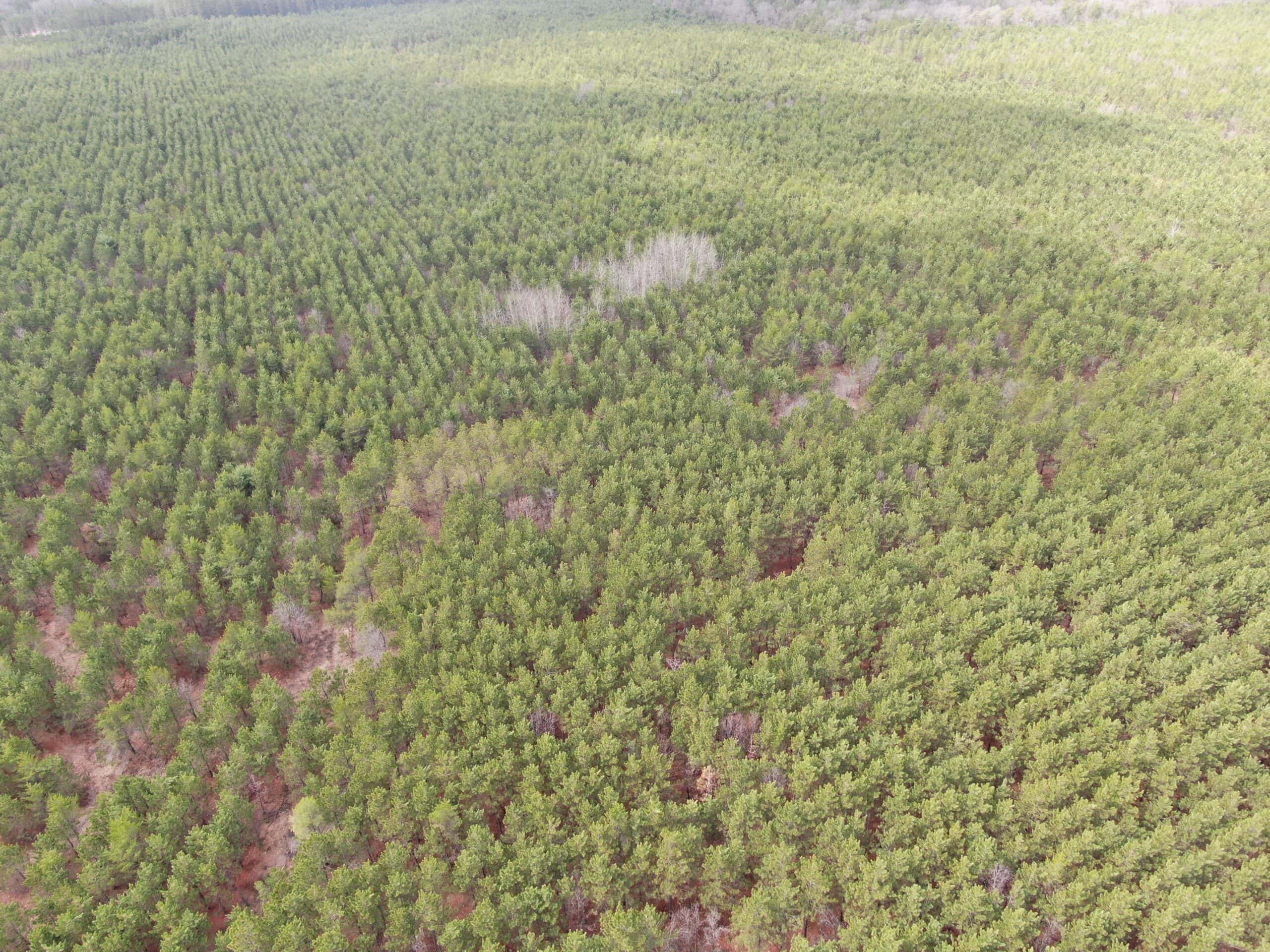 80± acre timber tract in the heart of northern Adams County