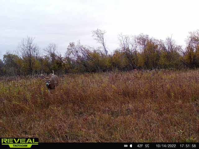 44± Acre Premier Duck and Deer Hunting Property Marquette Cty WI