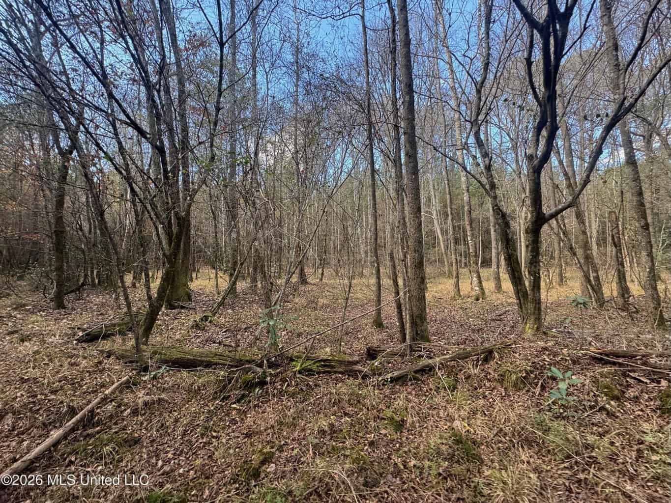 South Mississippi Hunting Land for Sale in Walthall County