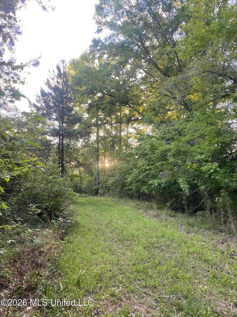 Hunting and Recreational Land for Sale in Amite County, Miss