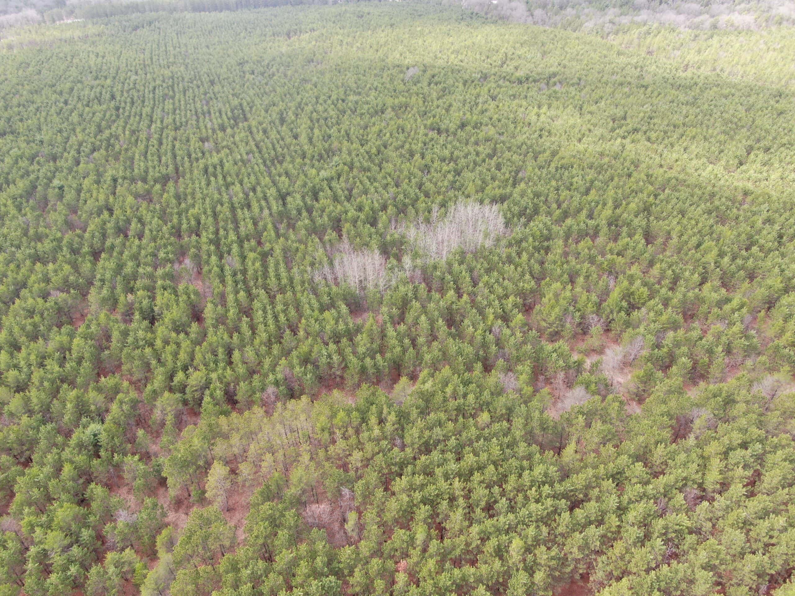 80± acre timber tract in the heart of northern Adams County
