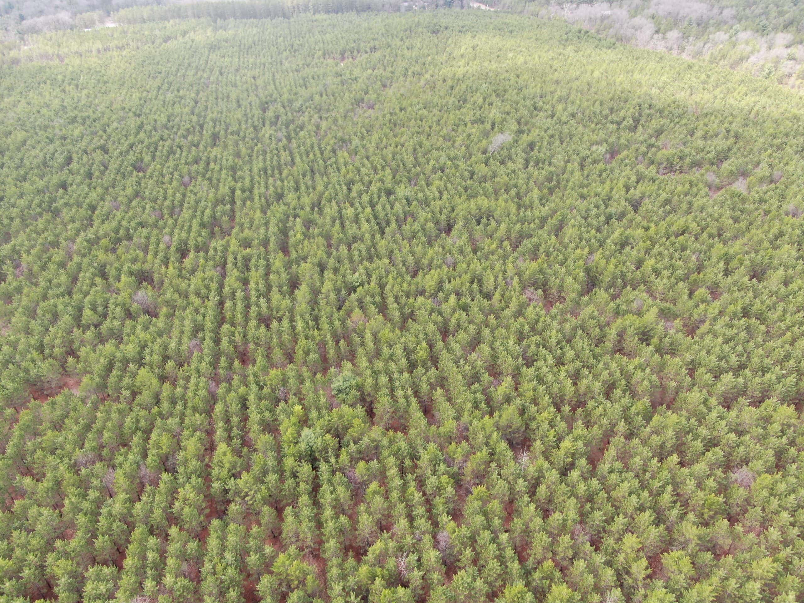 80± acre timber tract in the heart of northern Adams County