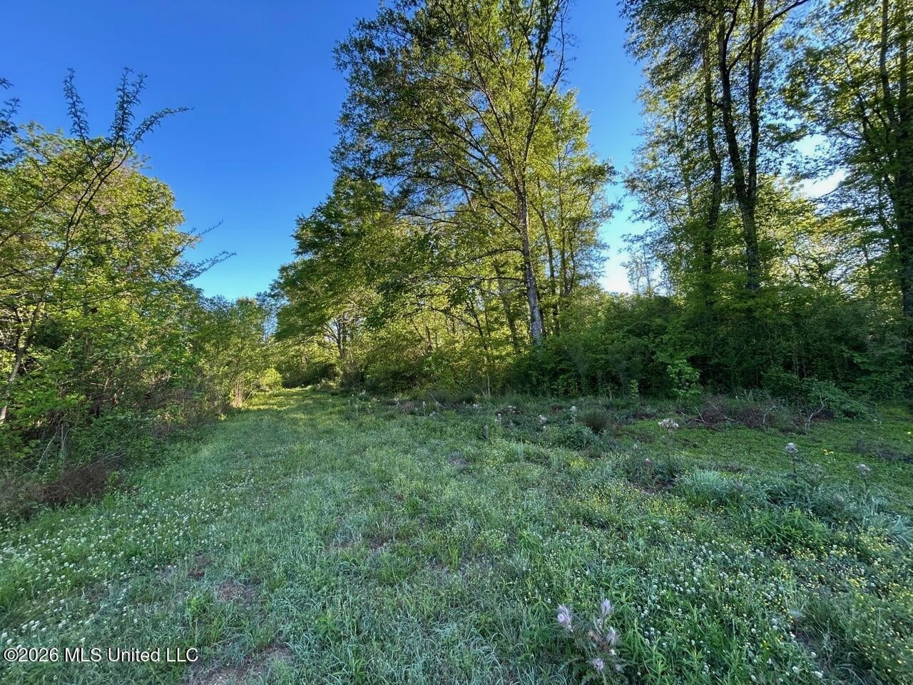 266± Acres Hinds/Copiah Line with Creek and Income
