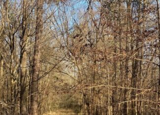 Hunting and Recreational Land for Sale in Amite County, Miss
