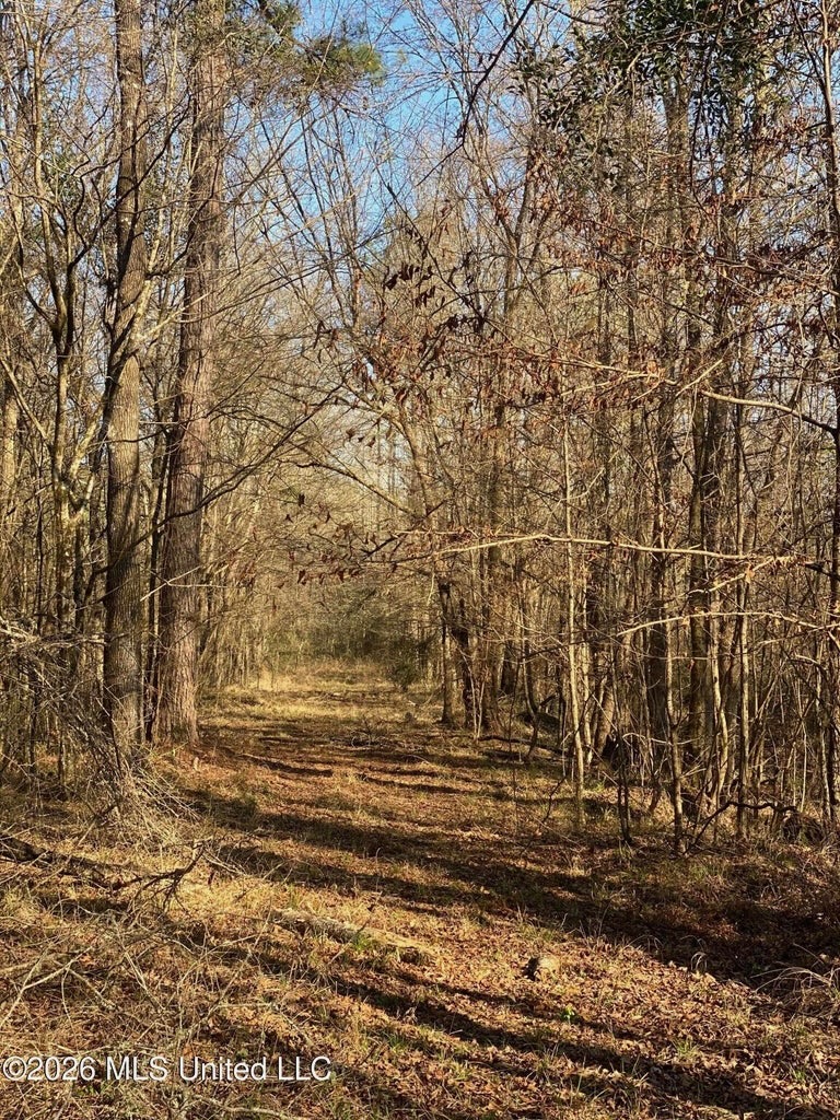 Hunting and Recreational Land for Sale in Amite County, Miss