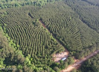 46 Acres in St. Helena Parish, LA Hunting Property for Sale