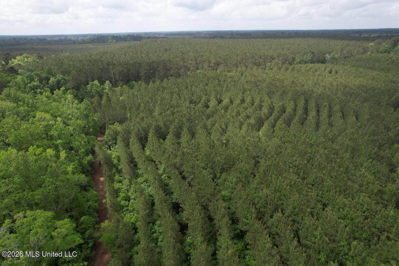 47 Acres in St. Helena Parish, LA with Black Creek