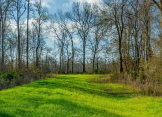 1,196+/- Acre Deer & Duck Hunting Paradise Tensas Parish, LA