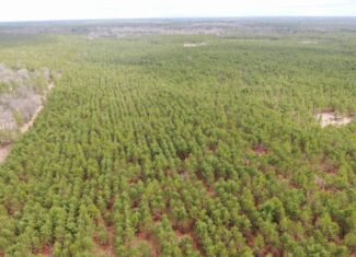 80± acre timber tract in the heart of northern Adams County