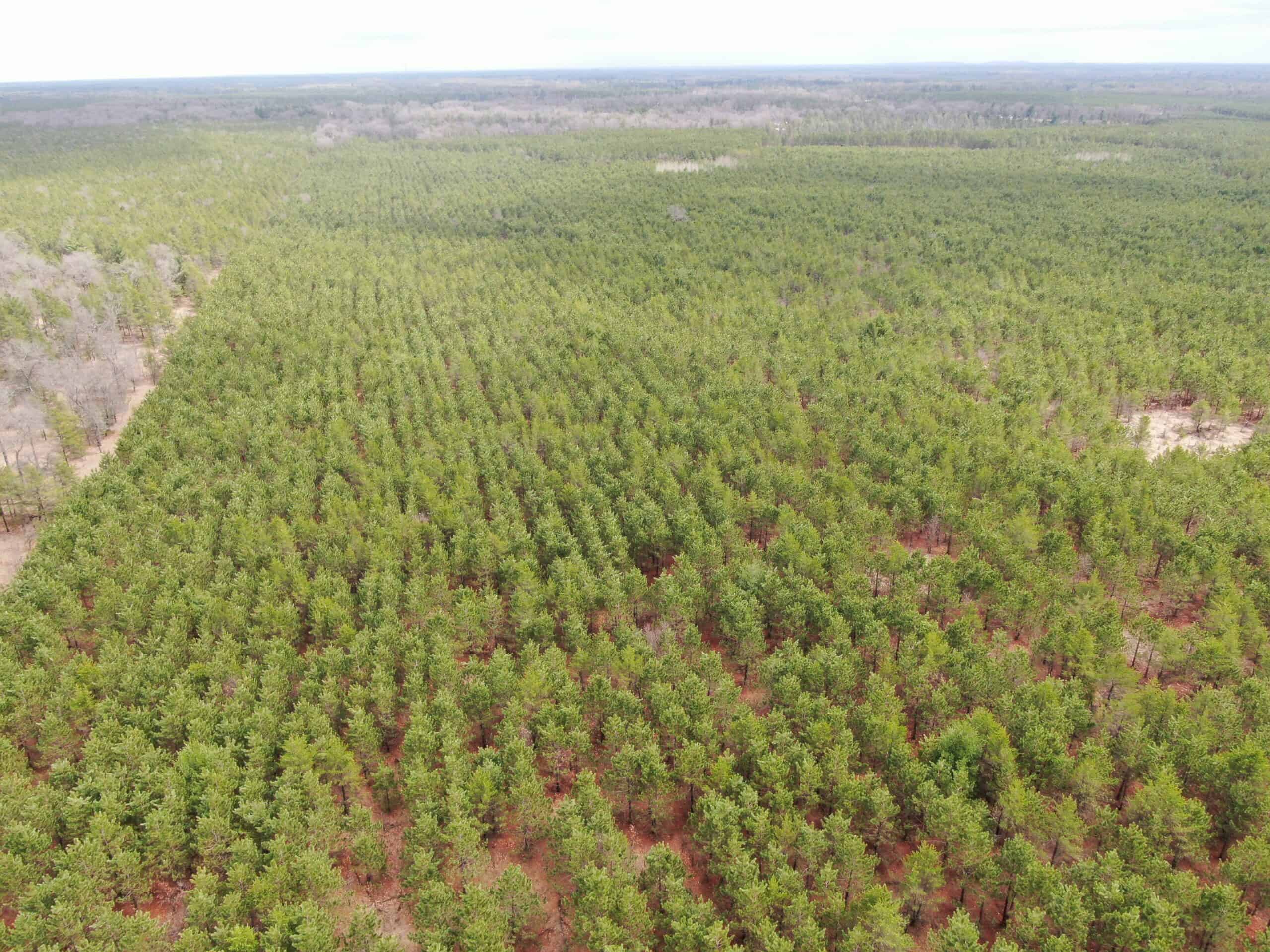 80± acre timber tract in the heart of northern Adams County