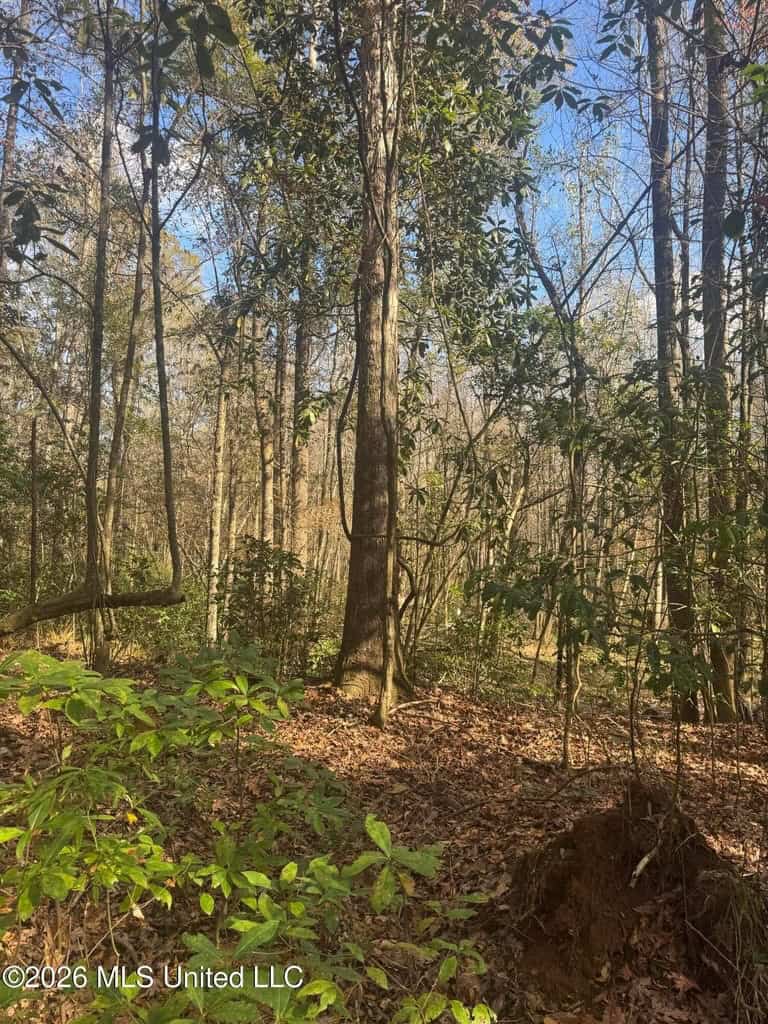 South Mississippi Hunting Land for Sale in Walthall County