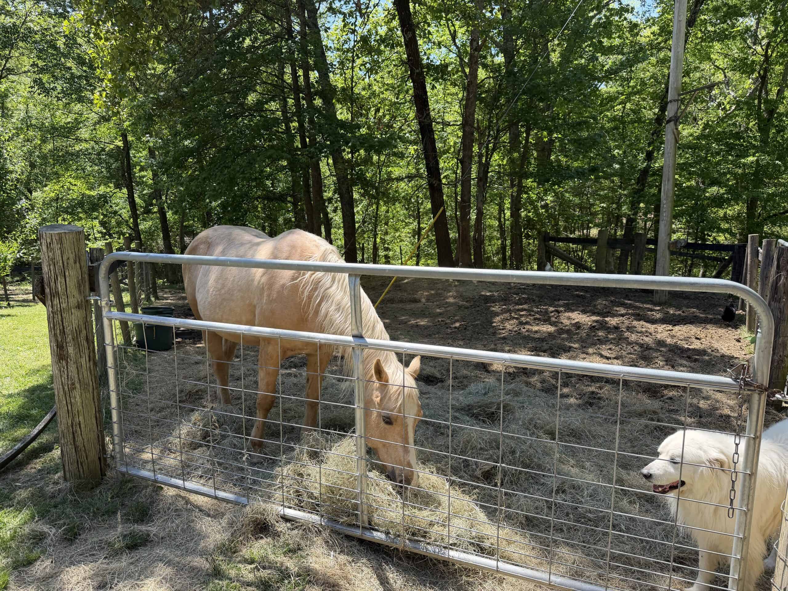 Hobby Farm for sale in TN, 44.81, Mostly Wooded, Creek, Fenced Pastures, Shop, Barn, and Great Deer & Turkey Hunting Land!