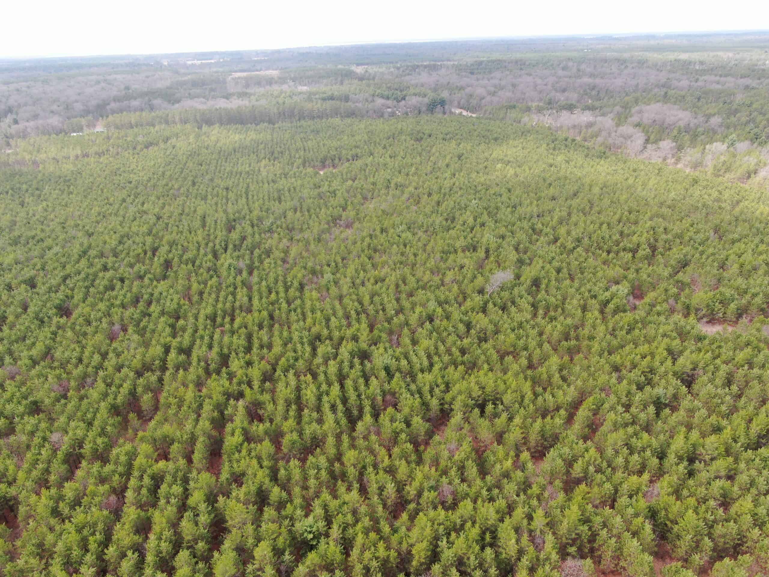80± acre timber tract in the heart of northern Adams County