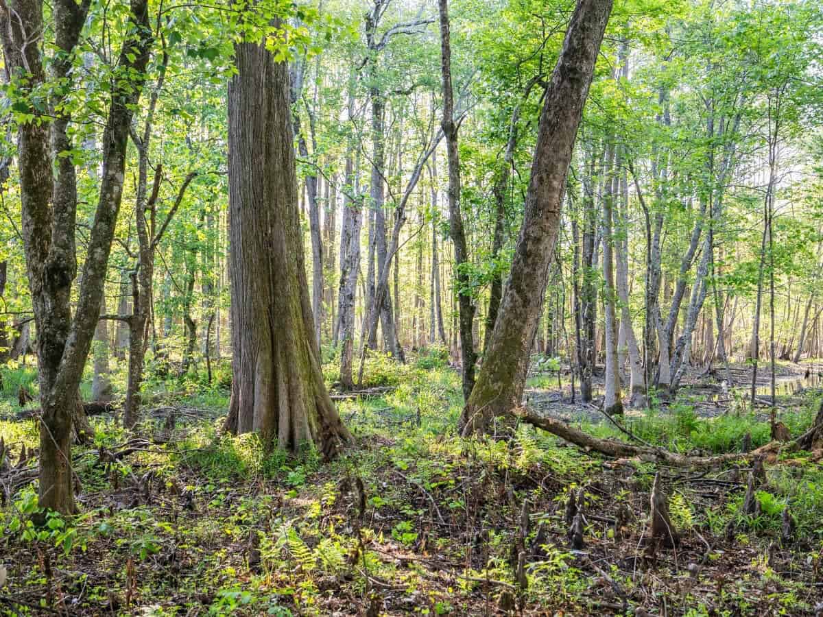 455 Acres Hunting & Income Land in Choctaw County MS