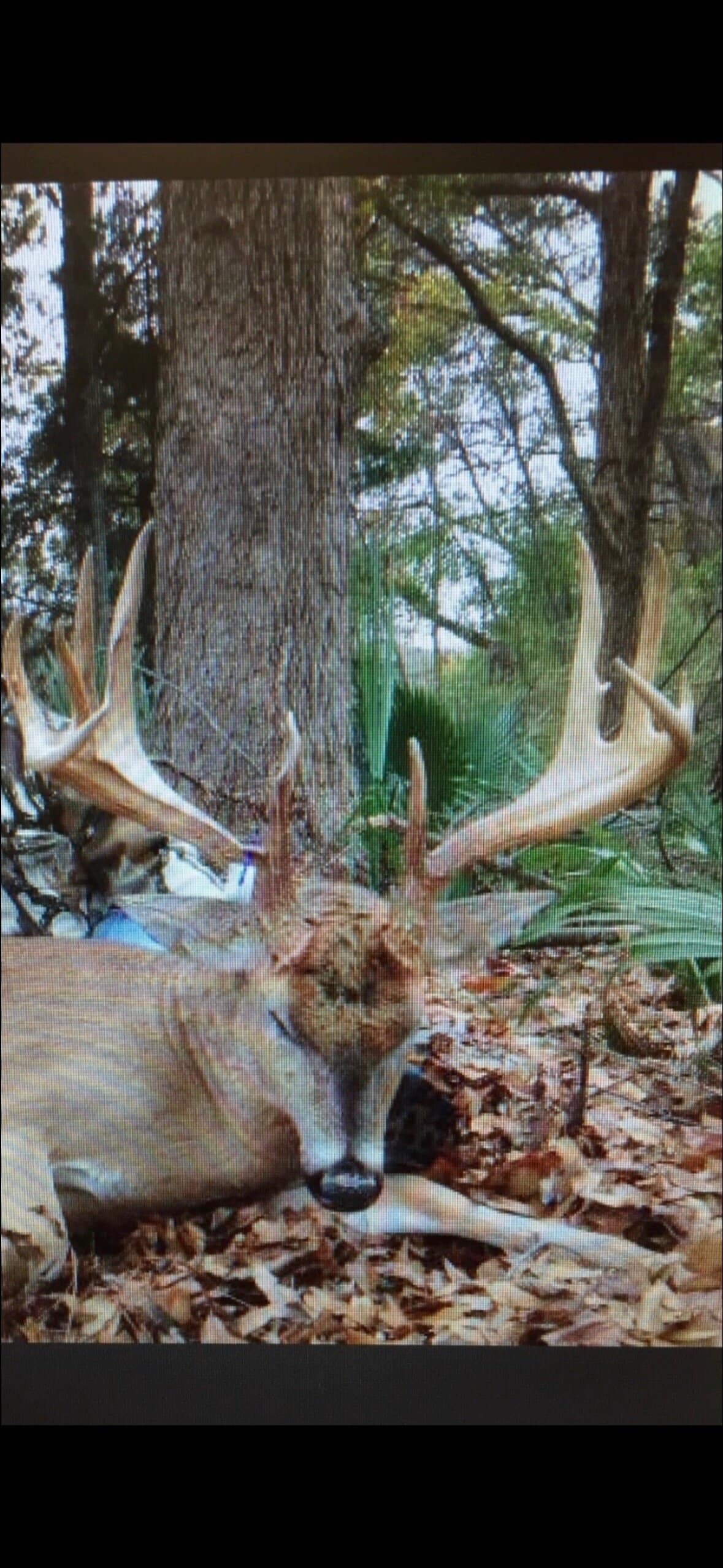1,196+/- Acre Deer & Duck Hunting Paradise Tensas Parish, LA