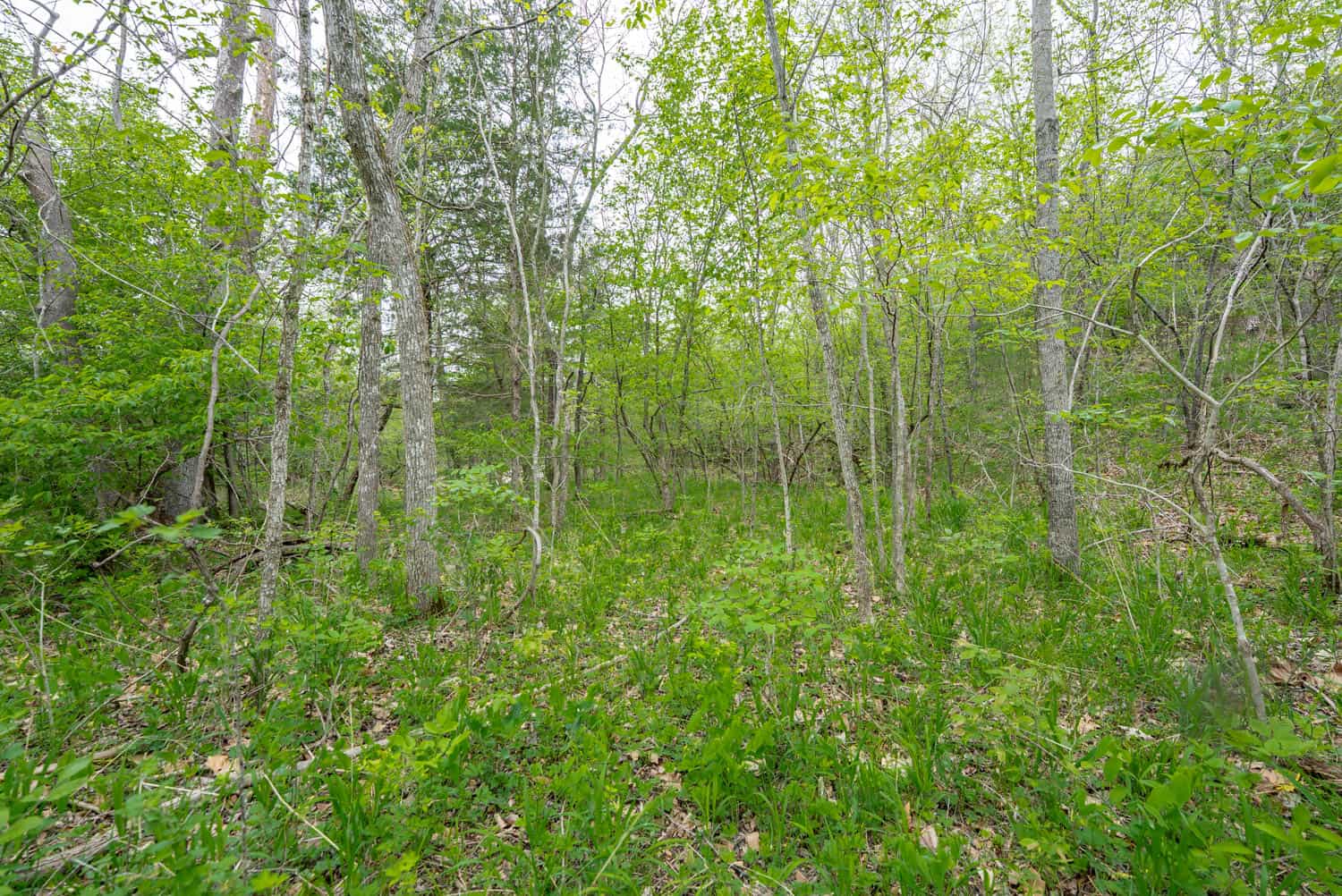 000 Crooked Creek Road, Hartville, MO 65667
