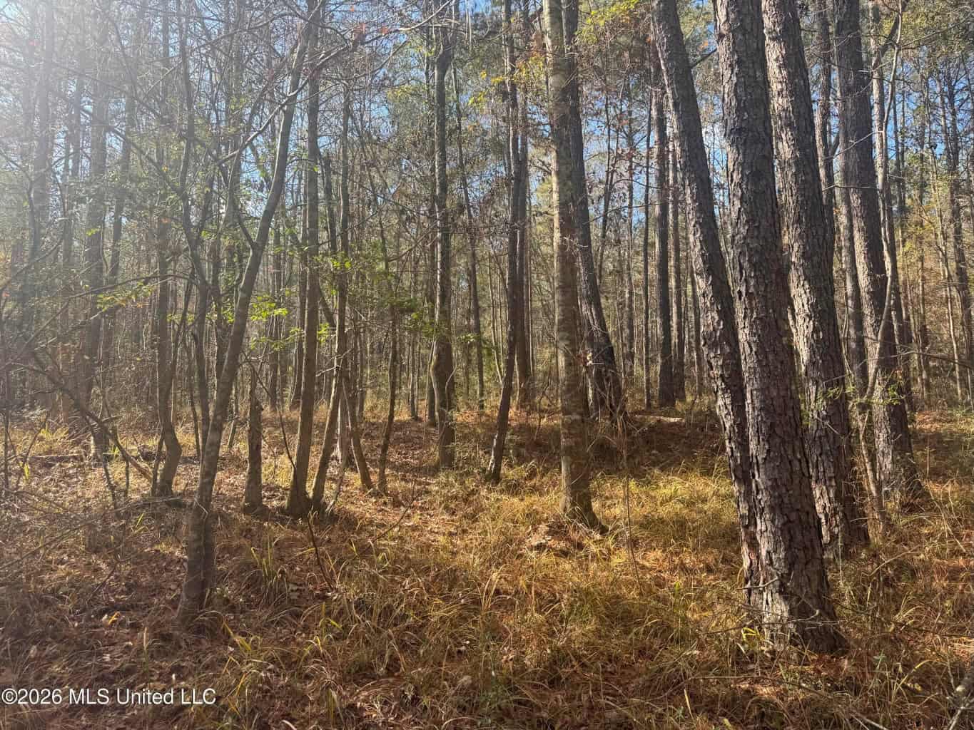 South Mississippi Hunting Land for Sale in Walthall County