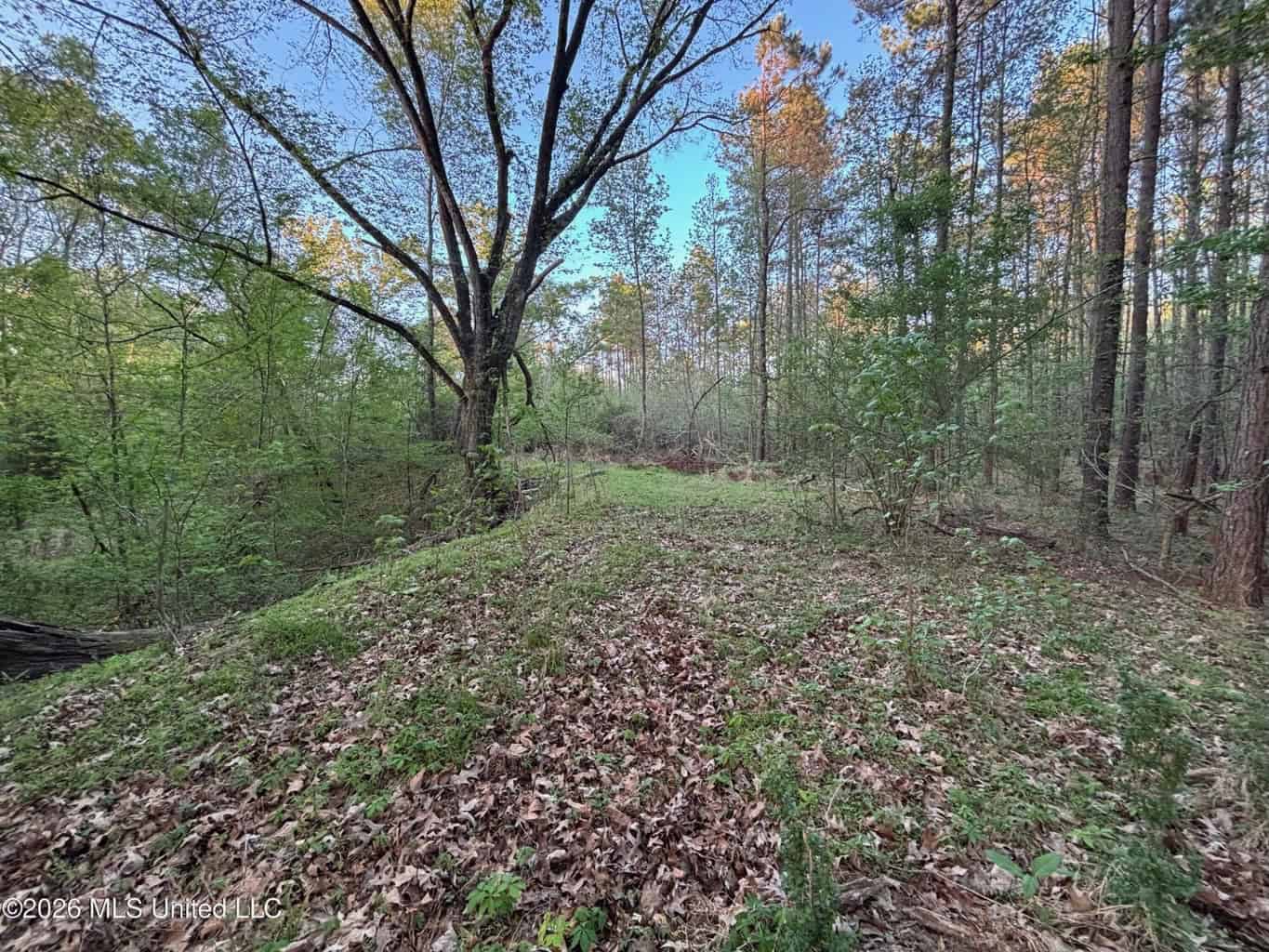77 Acres in Edwards, MS Hinds County Big Black River Region