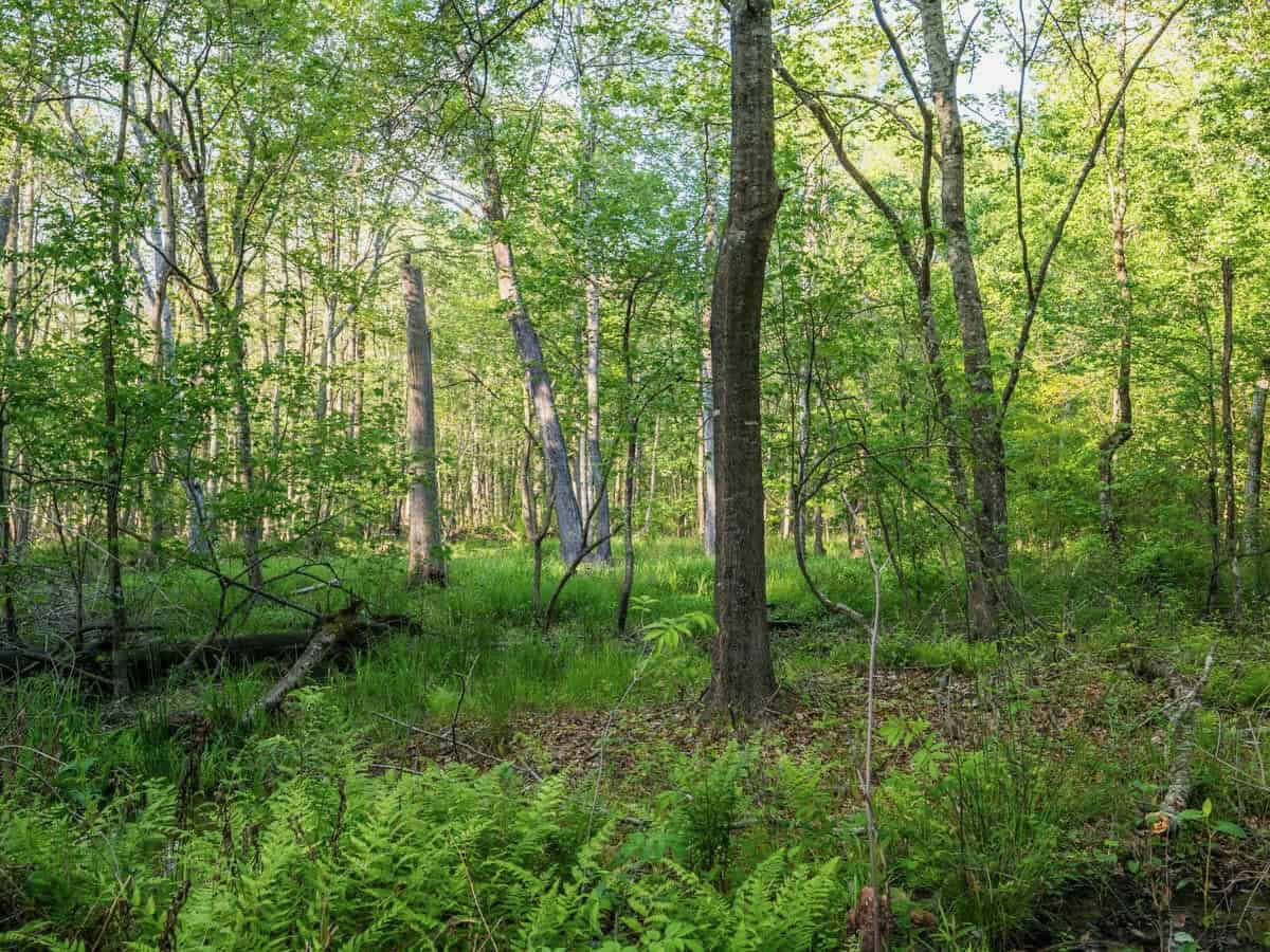 455 Acres Hunting & Income Land in Choctaw County MS