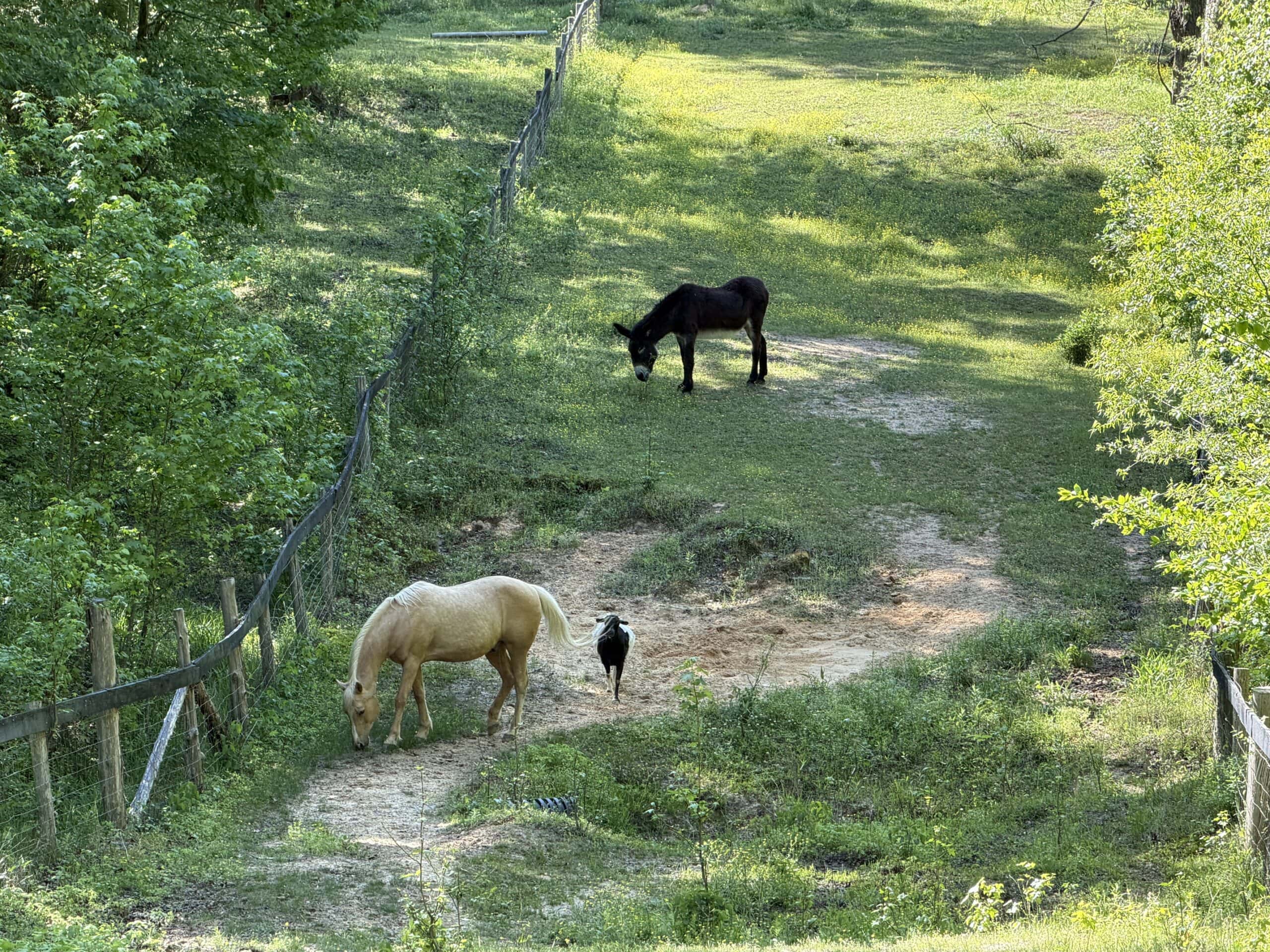 Hobby Farm for sale in TN, 44.81, Mostly Wooded, Creek, Fenced Pastures, Shop, Barn, and Great Deer & Turkey Hunting Land!