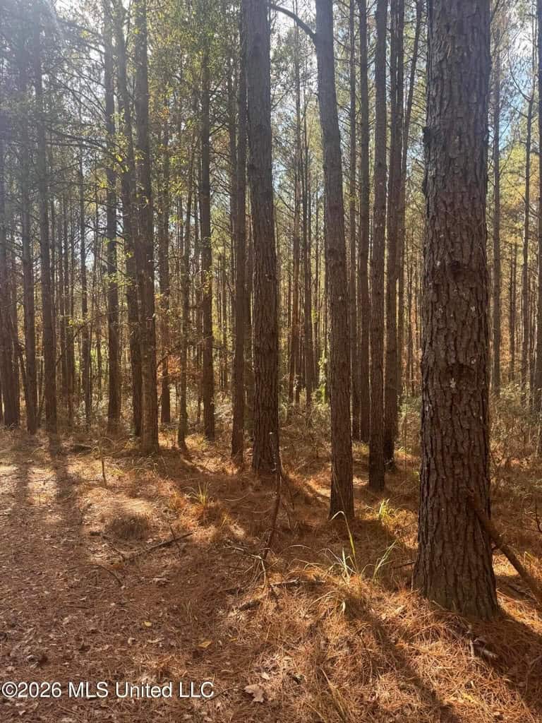 South Mississippi Hunting Land for Sale in Walthall County