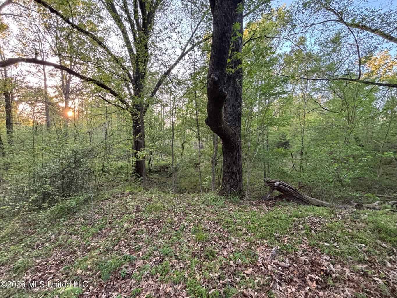 77 Acres in Edwards, MS Hinds County Big Black River Region