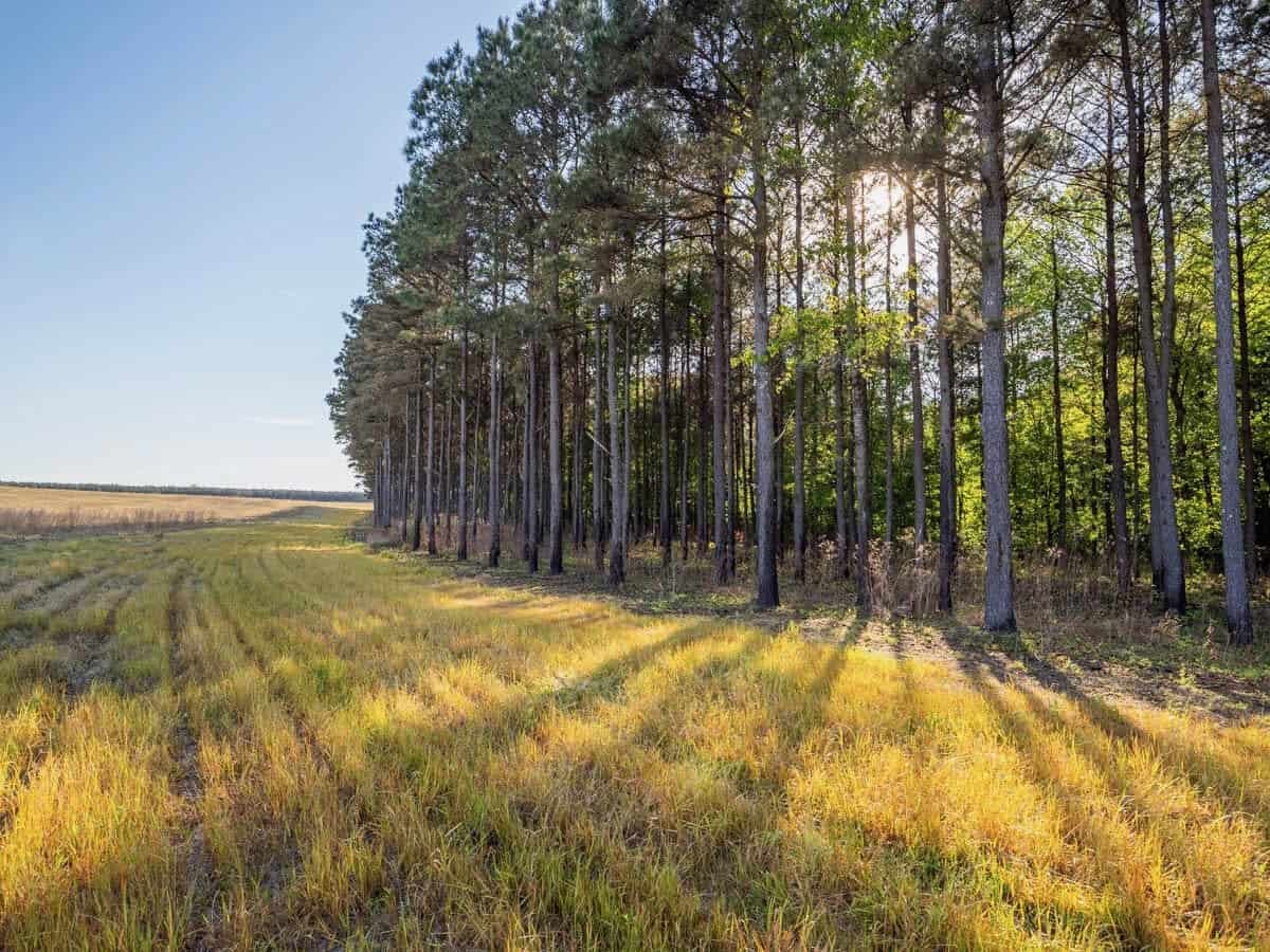 455 Acres Hunting & Income Land in Choctaw County MS