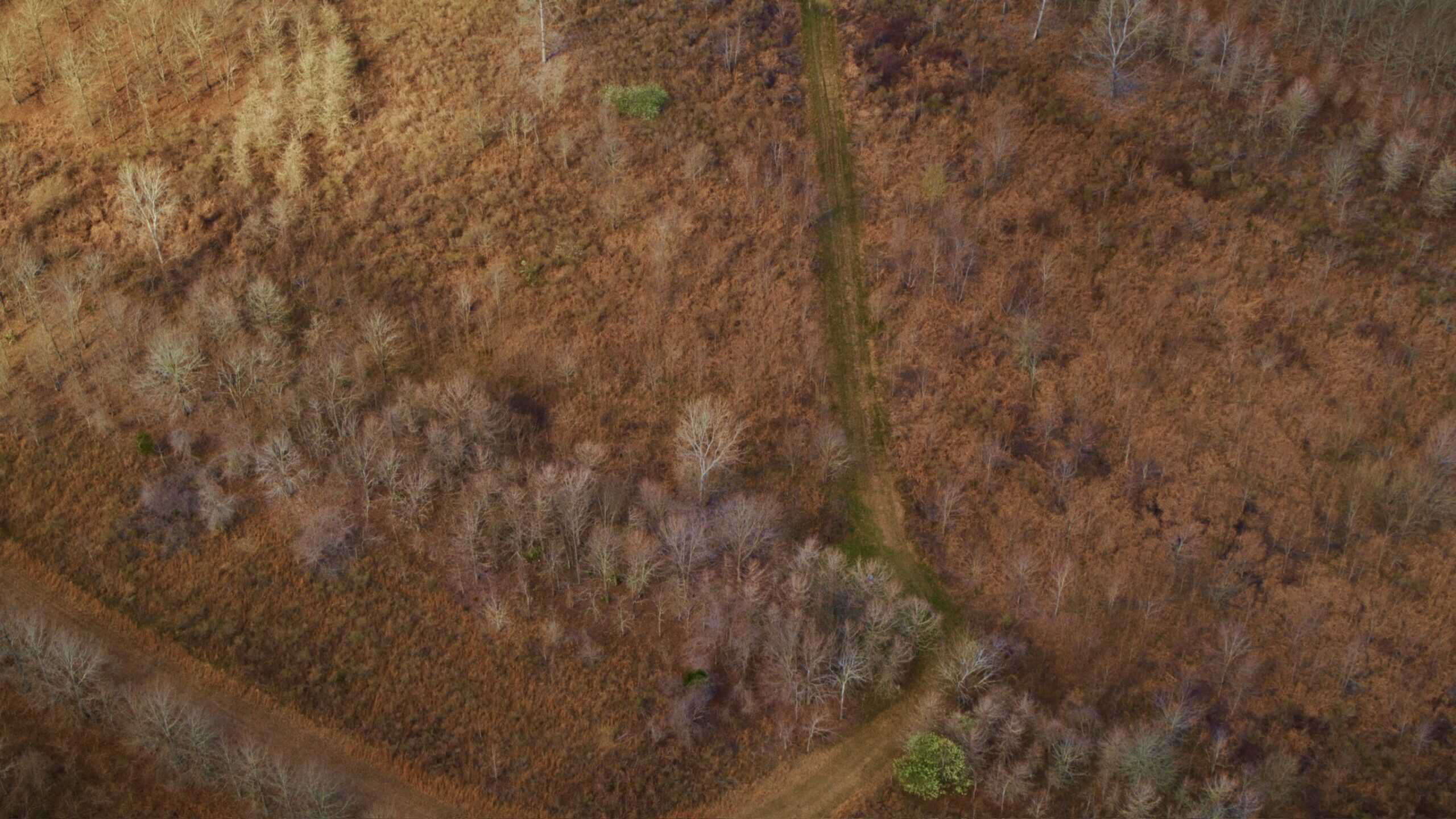 1,196+/- Acre Deer & Duck Hunting Paradise Tensas Parish, LA