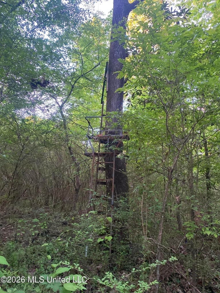 Hunting and Recreational Land for Sale in Amite County, Miss